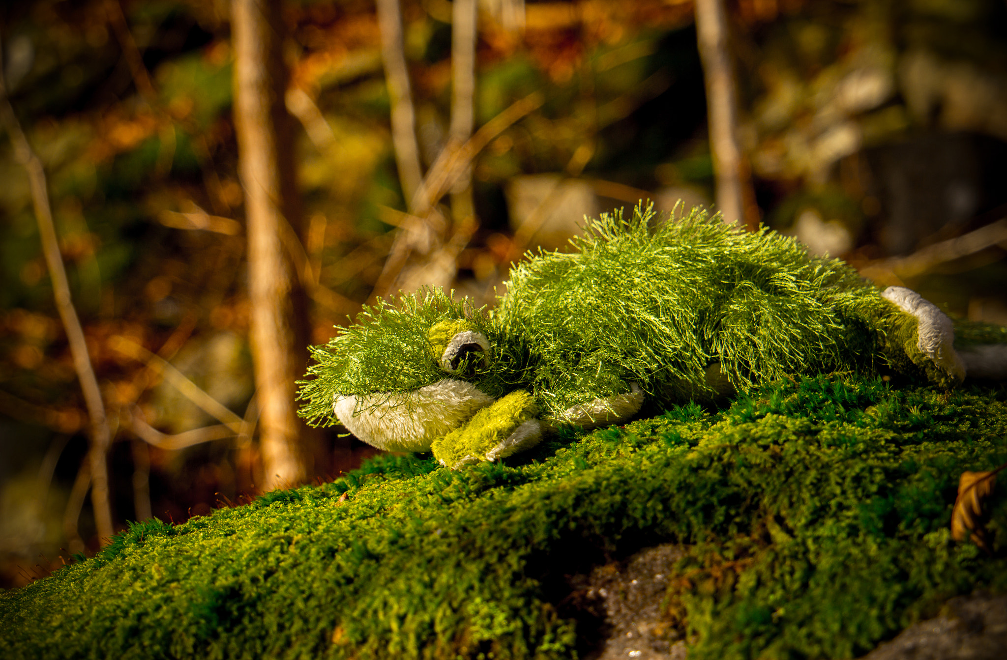 Canon EF 24-105mm F3.5-5.6 IS STM sample photo. Norwegian moss gecko (rare) photography