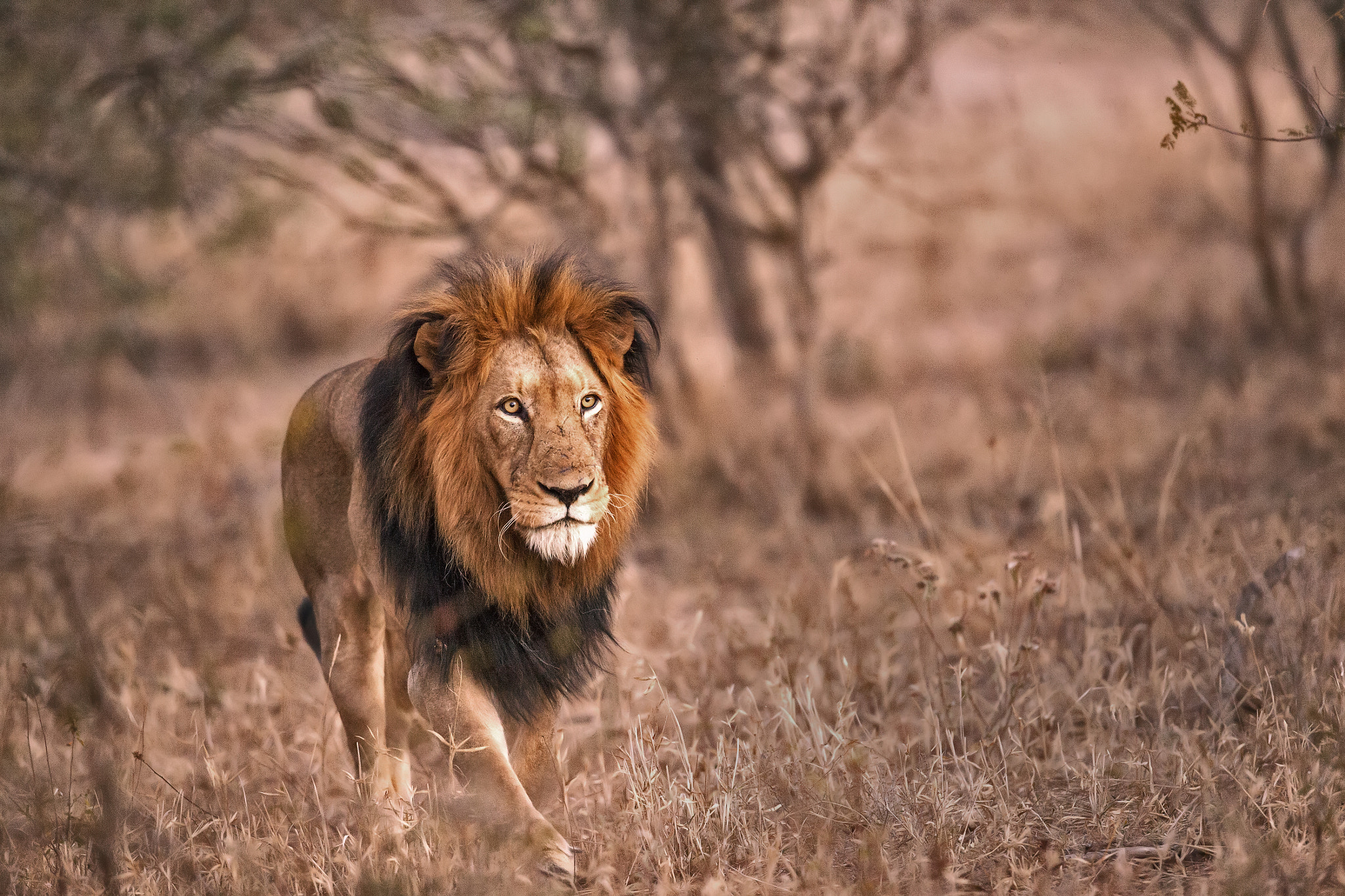 Canon EOS 5D Mark II + Canon EF 400mm F2.8L IS USM sample photo. The king of animals photography
