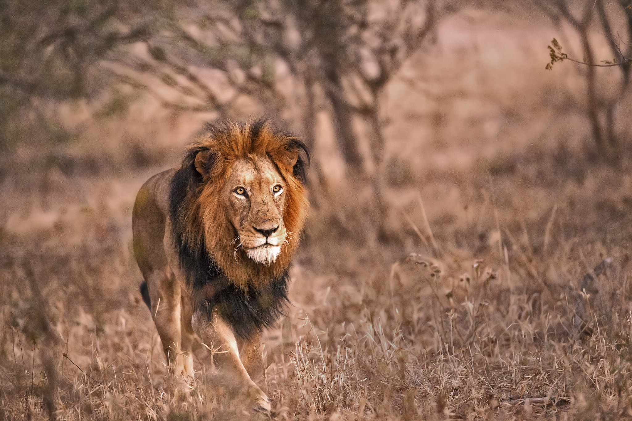 Canon EF 400mm F2.8L IS USM sample photo. The king of animals photography