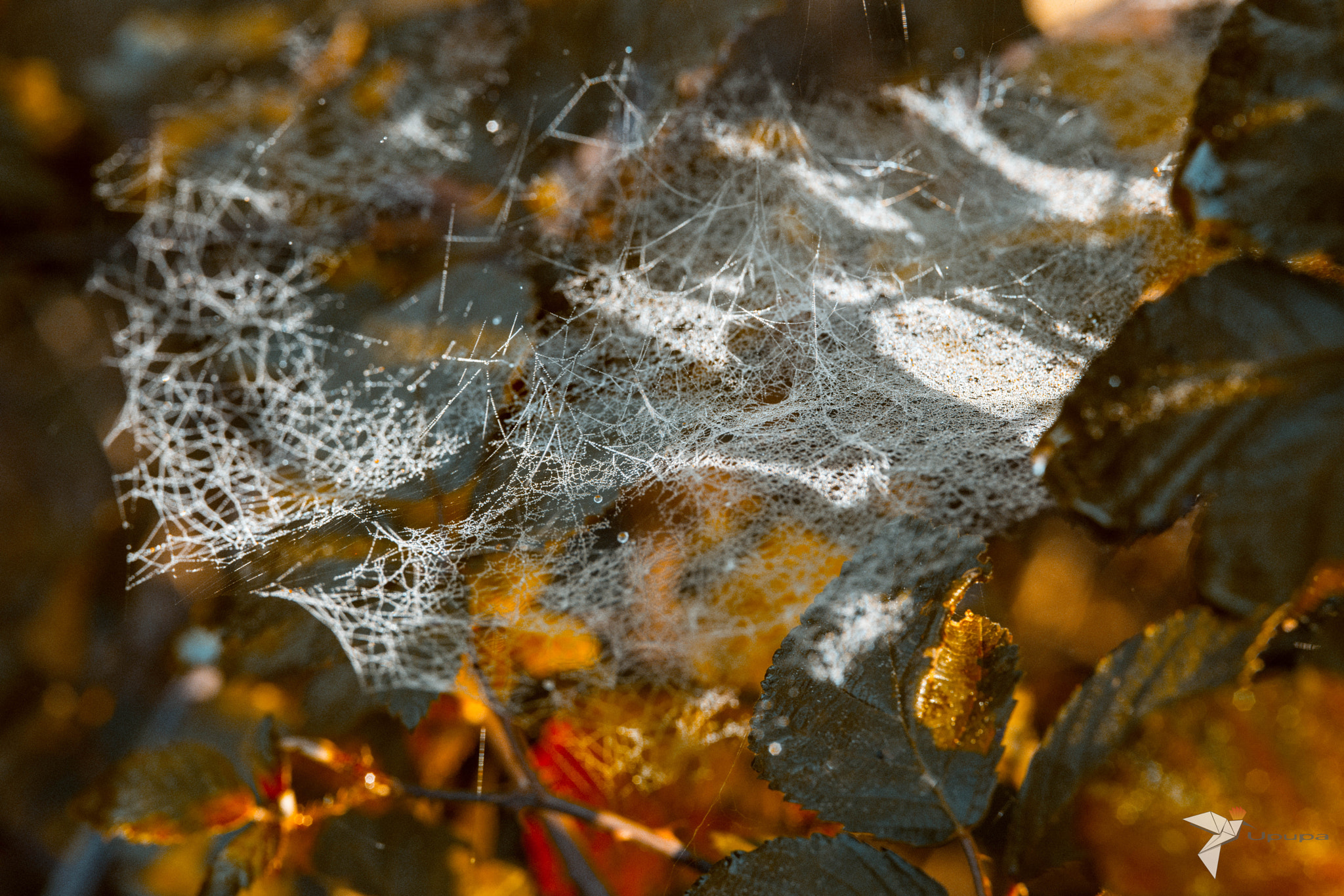 Nikon D800E + AF Micro-Nikkor 105mm f/2.8 sample photo. Some drops photography