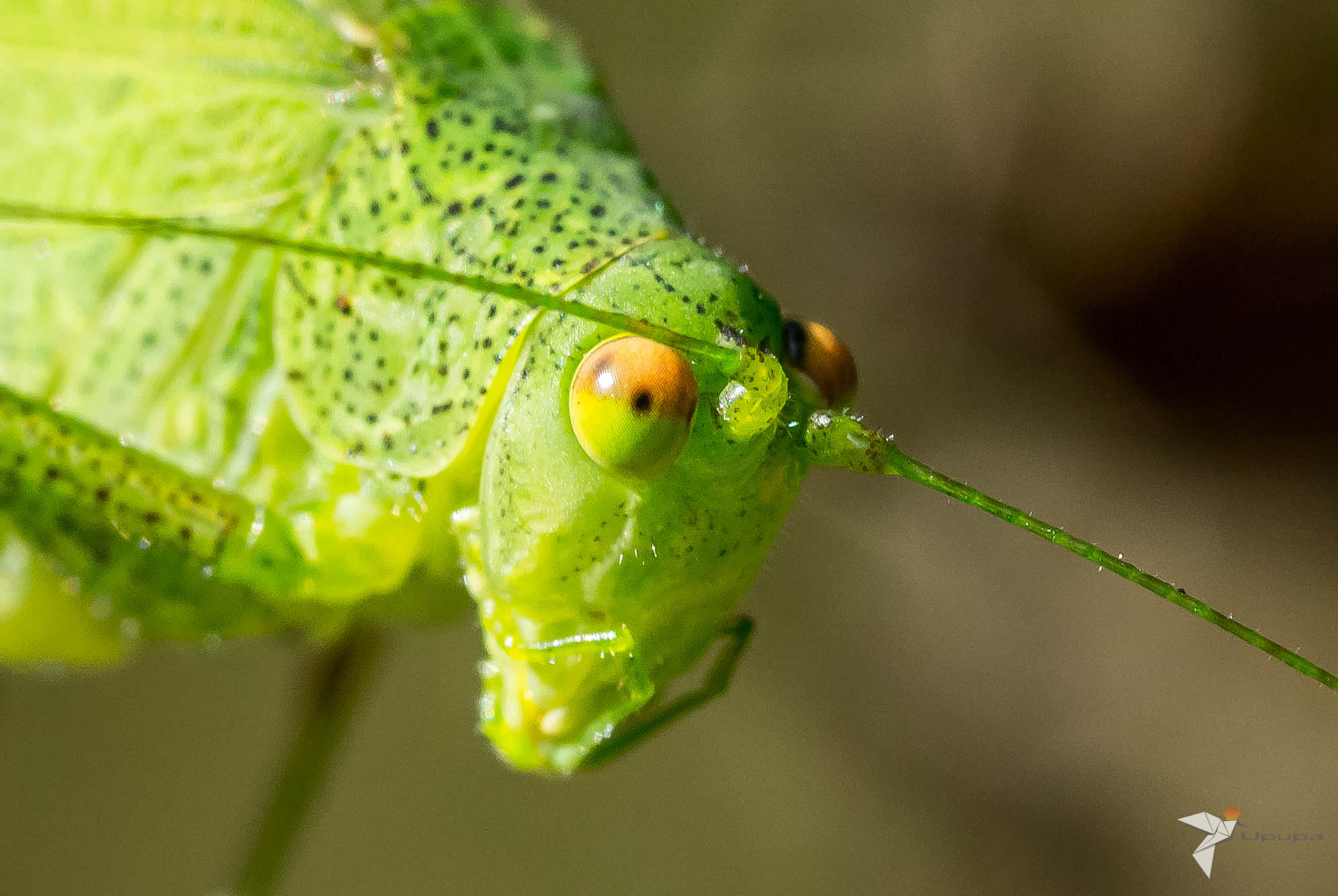 Nikon D800E + AF Micro-Nikkor 105mm f/2.8 sample photo. The green one photography