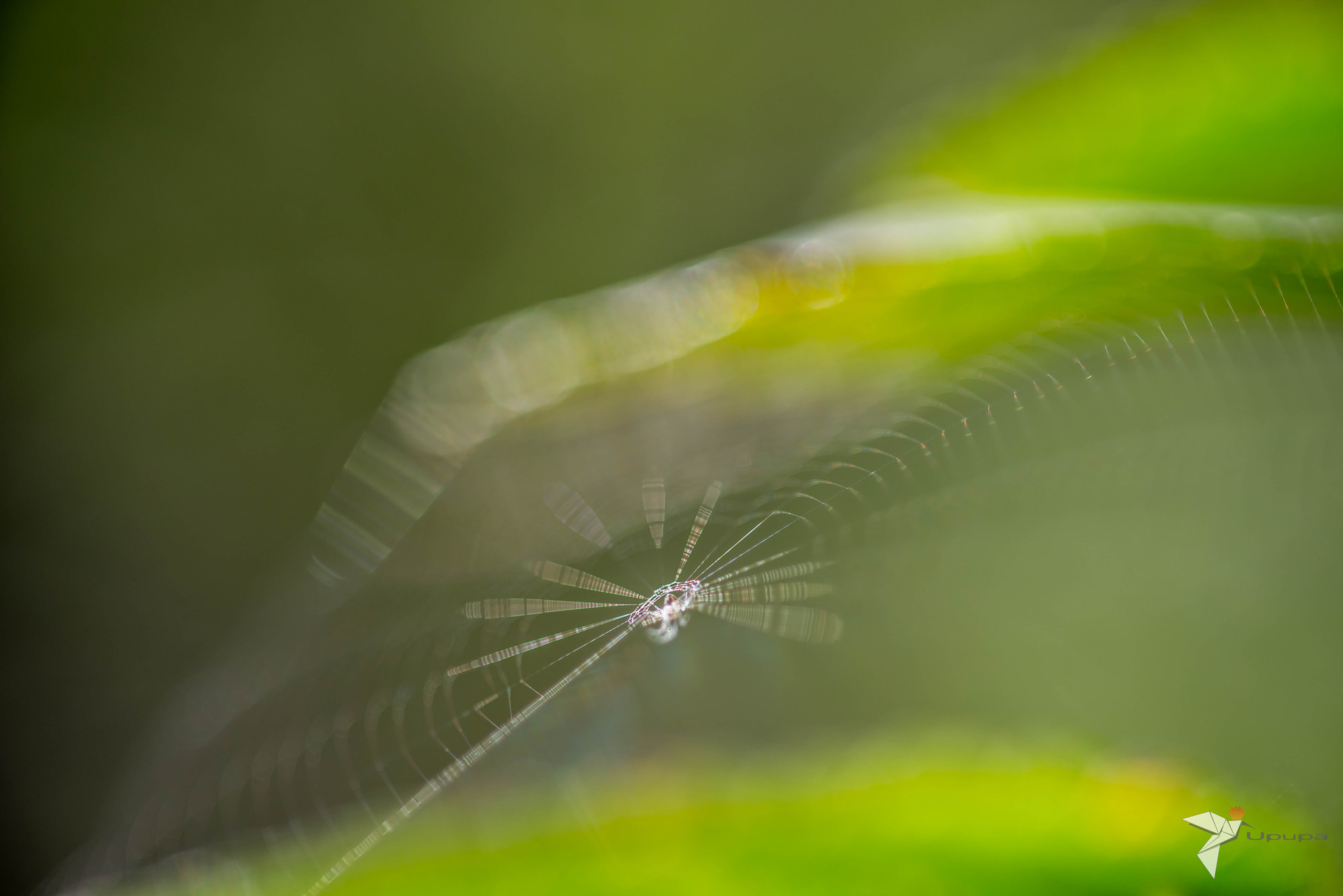Nikon D800E + AF Micro-Nikkor 105mm f/2.8 sample photo. The catch photography