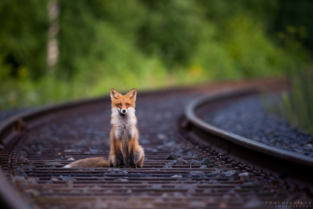 Fox on railroad by Toni Hallikas on 500px.com