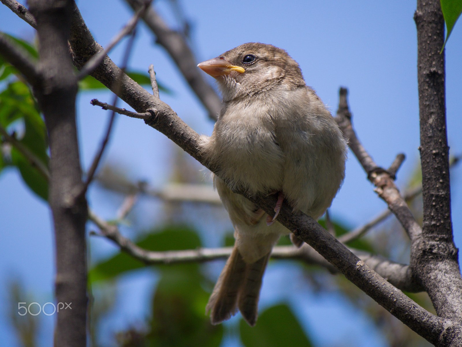 Olympus PEN E-PL5 + Panasonic Lumix G Vario 100-300mm F4-5.6 OIS sample photo. Young sparrow in my garden photography