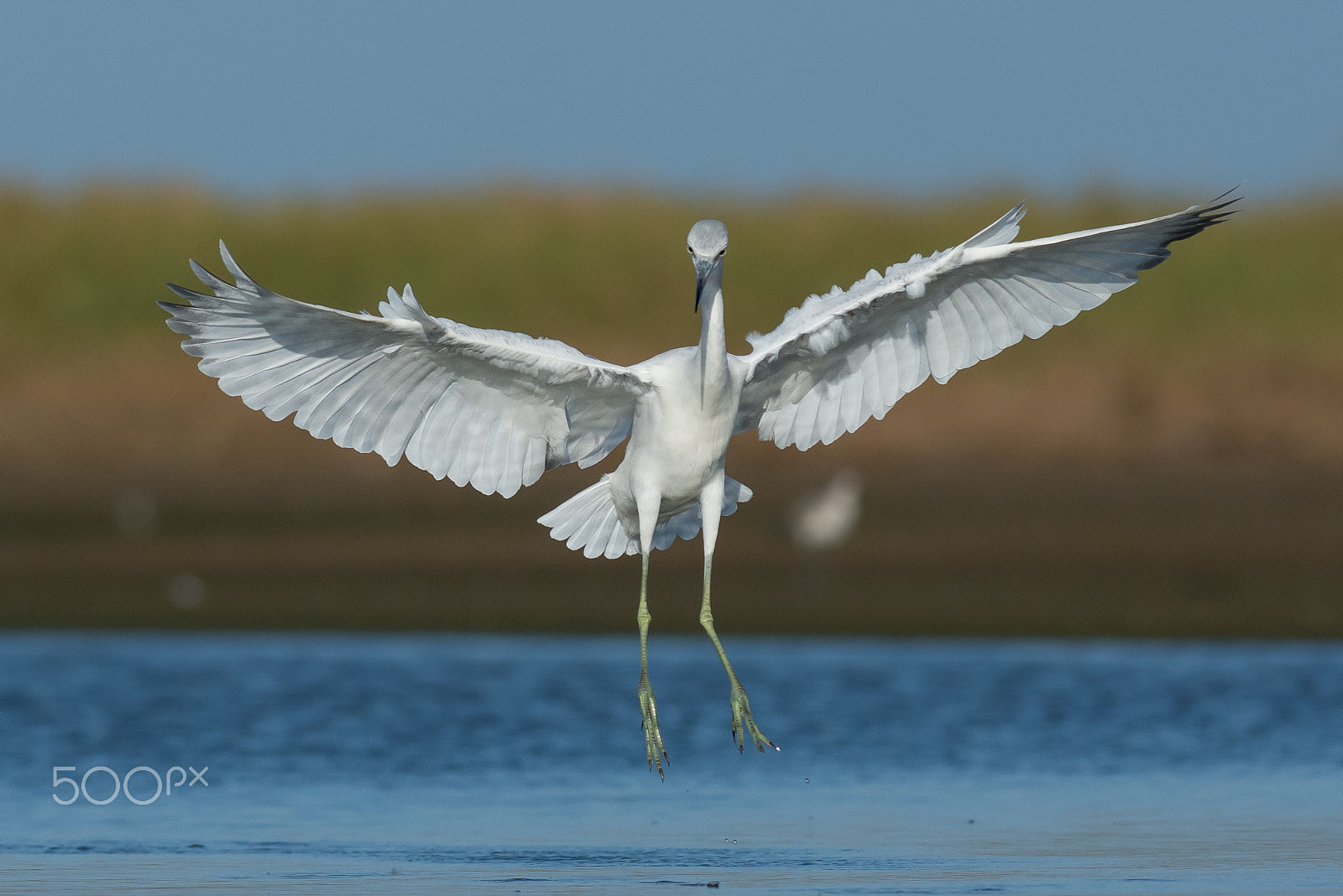 Nikon AF-S Nikkor 300mm F2.8G ED VR II sample photo. Little blue heron photography