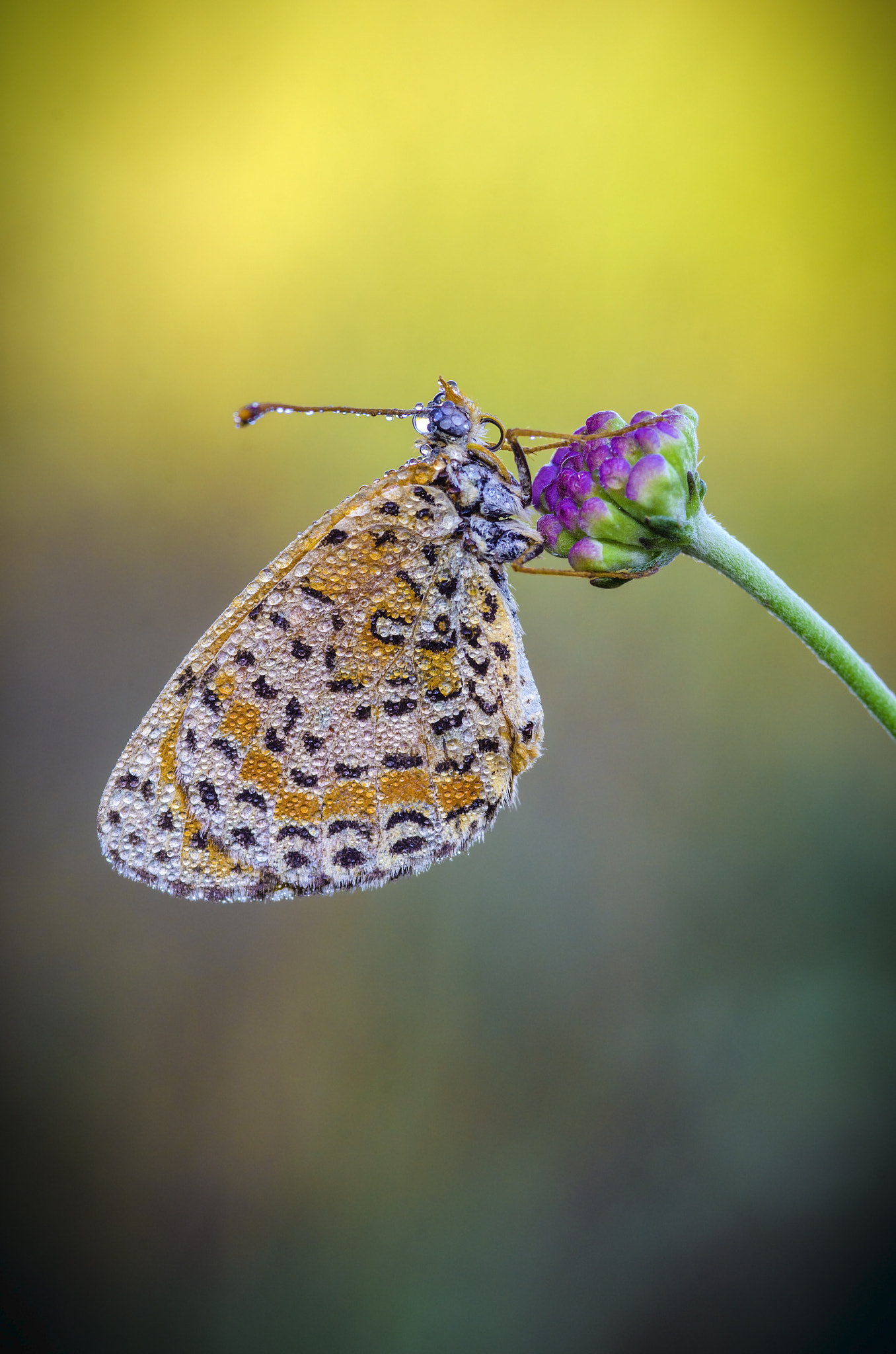 Nikon D7000 + AF Micro-Nikkor 105mm f/2.8 sample photo. Melitea_dsc5950.jpg photography