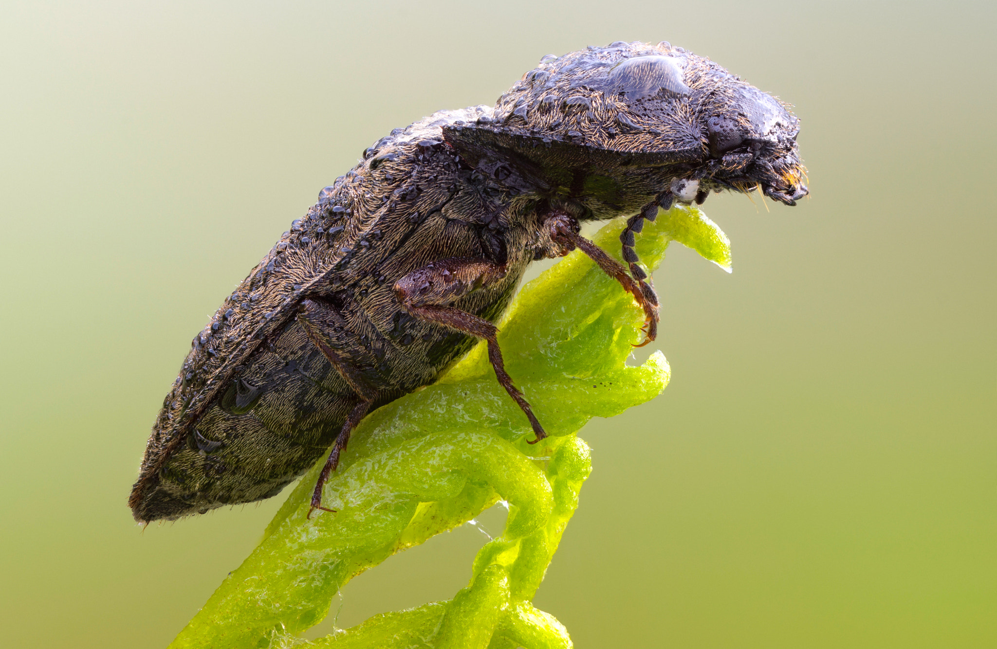 65mm F2.8 sample photo. Click beetle on fern photography