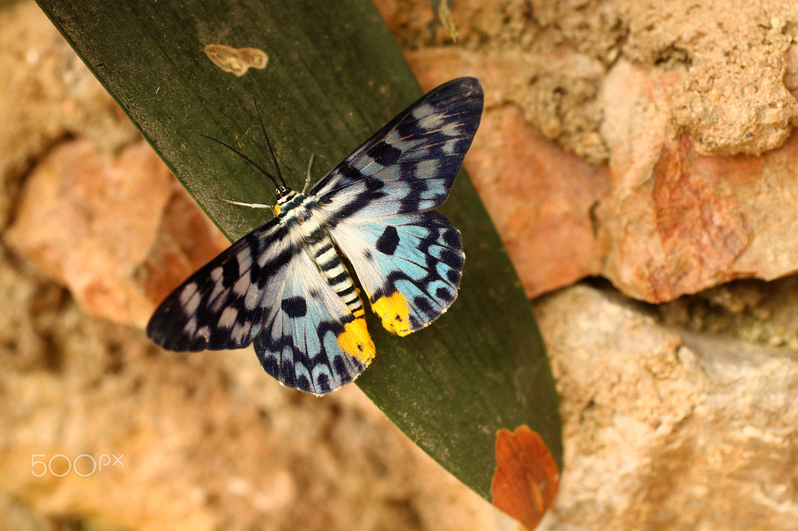 Canon EF 50mm F2.5 Macro sample photo. Butterfly 6227 photography