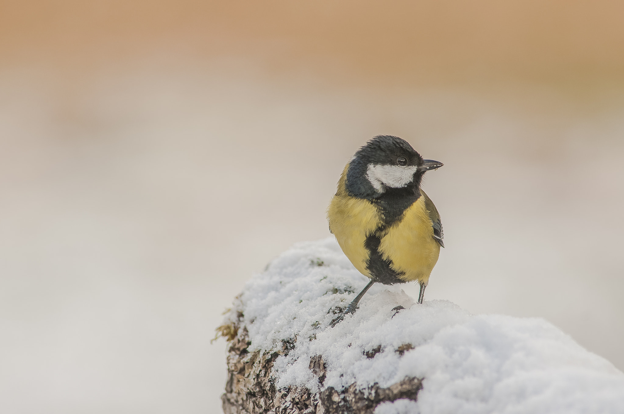 Nikon D300 + AF Nikkor 300mm f/4 IF-ED sample photo. Llego la nieve( segunda parte) photography