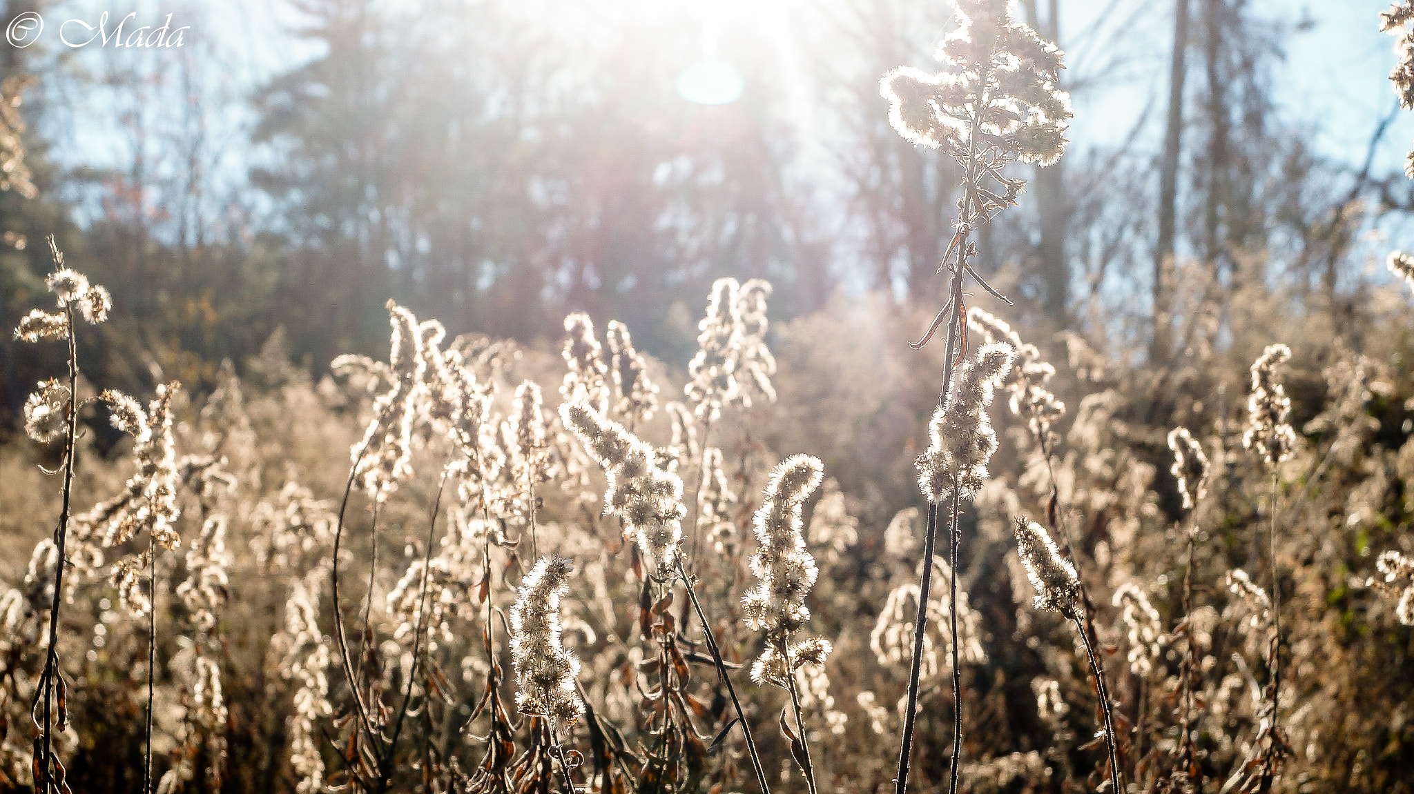 Field of Bokeh