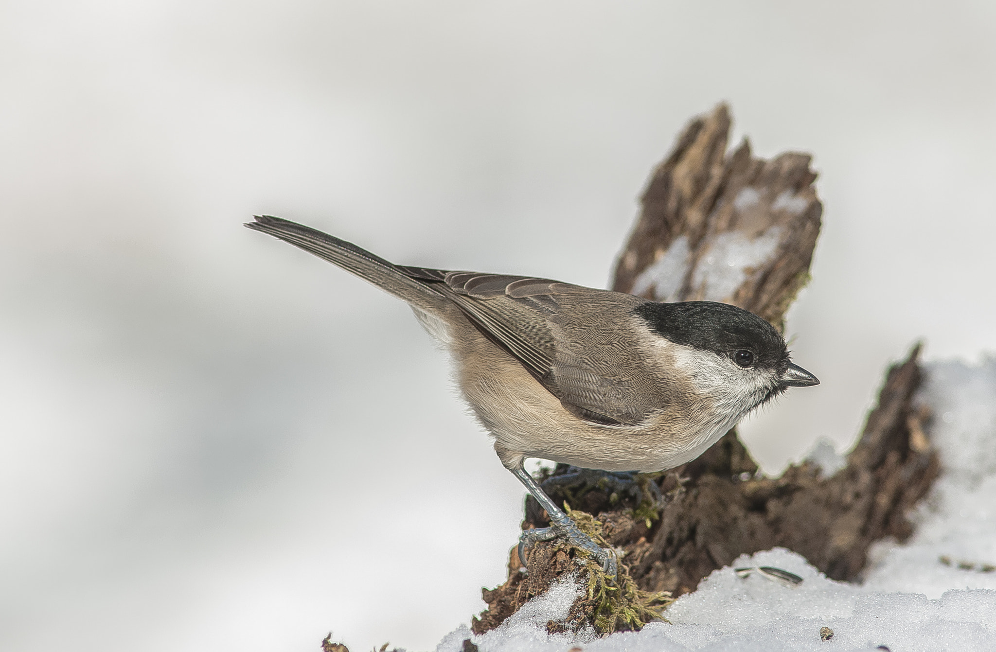 Nikon D300 + AF Nikkor 300mm f/4 IF-ED sample photo. Palustre photography