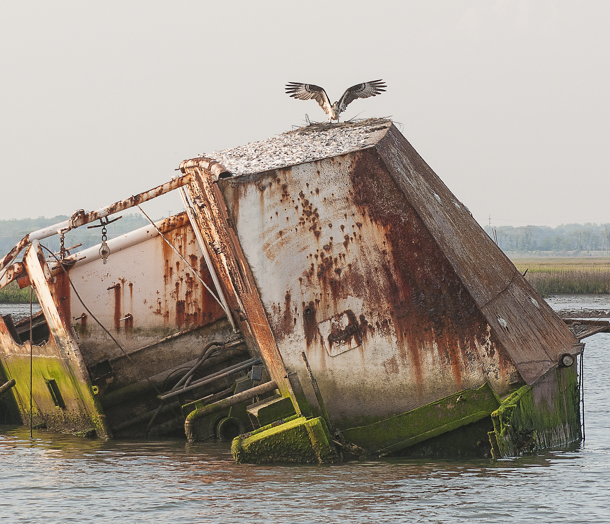 Sigma 70-200mm F2.8 EX DG OS HSM sample photo. Osprey capitan photography