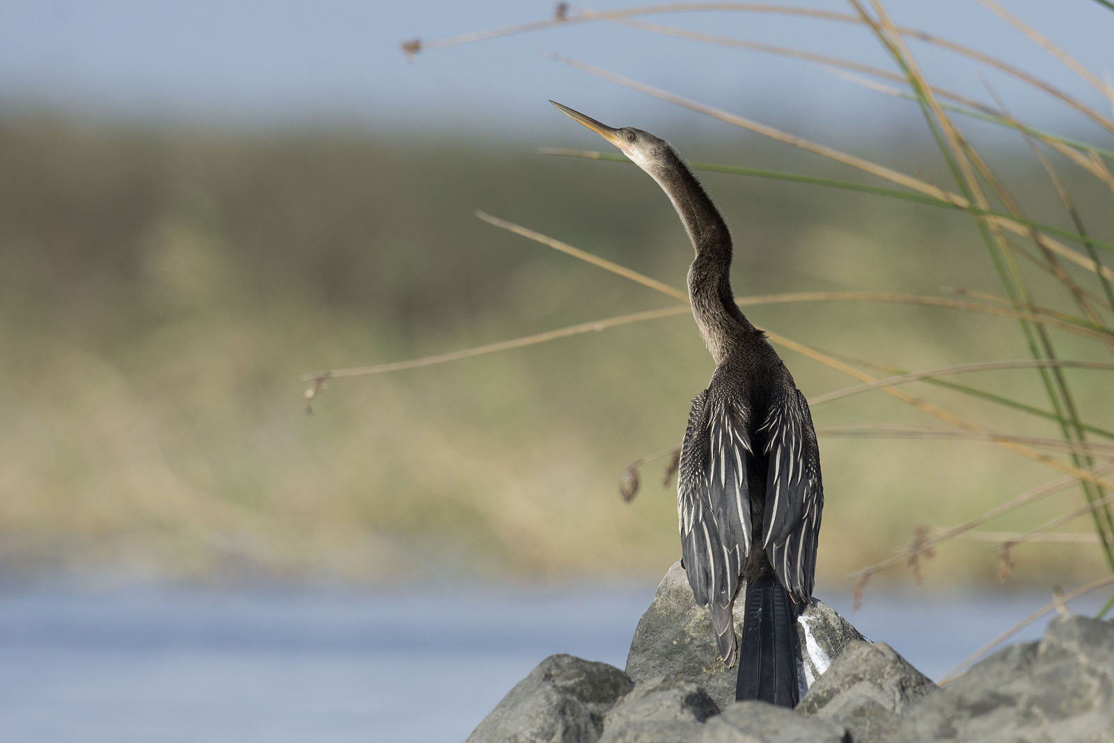 Nikon D7200 + Nikon AF-S Nikkor 500mm F4G ED VR sample photo. Anhinga photography