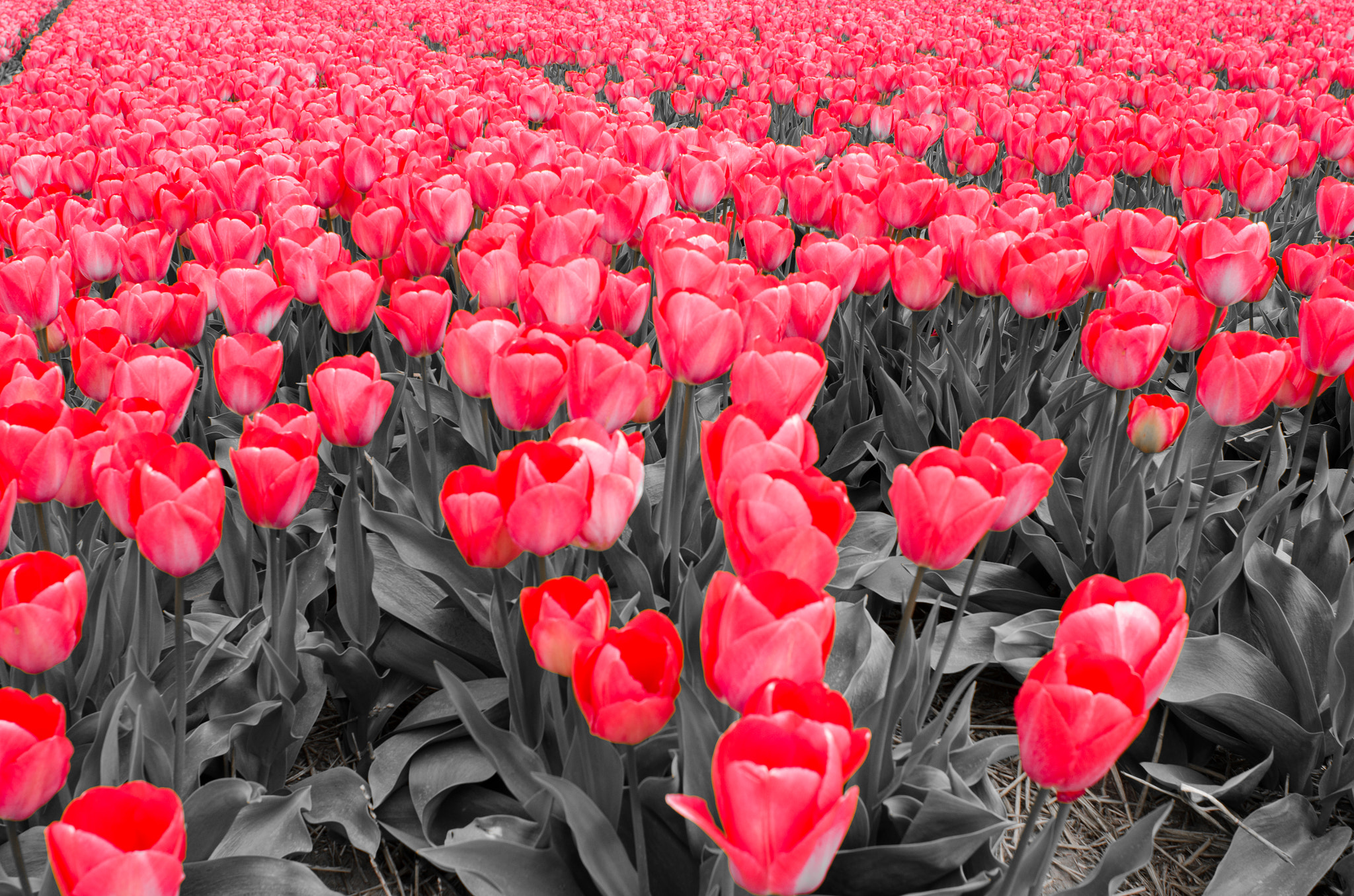 Nikon D7000 + Nikon AF Nikkor 24mm F2.8D sample photo. Tulip photography