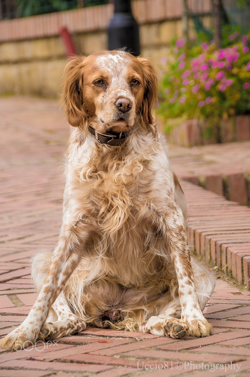 Sony Alpha DSLR-A580 + Sigma 18-200mm F3.5-6.3 DC sample photo. Relax time photography