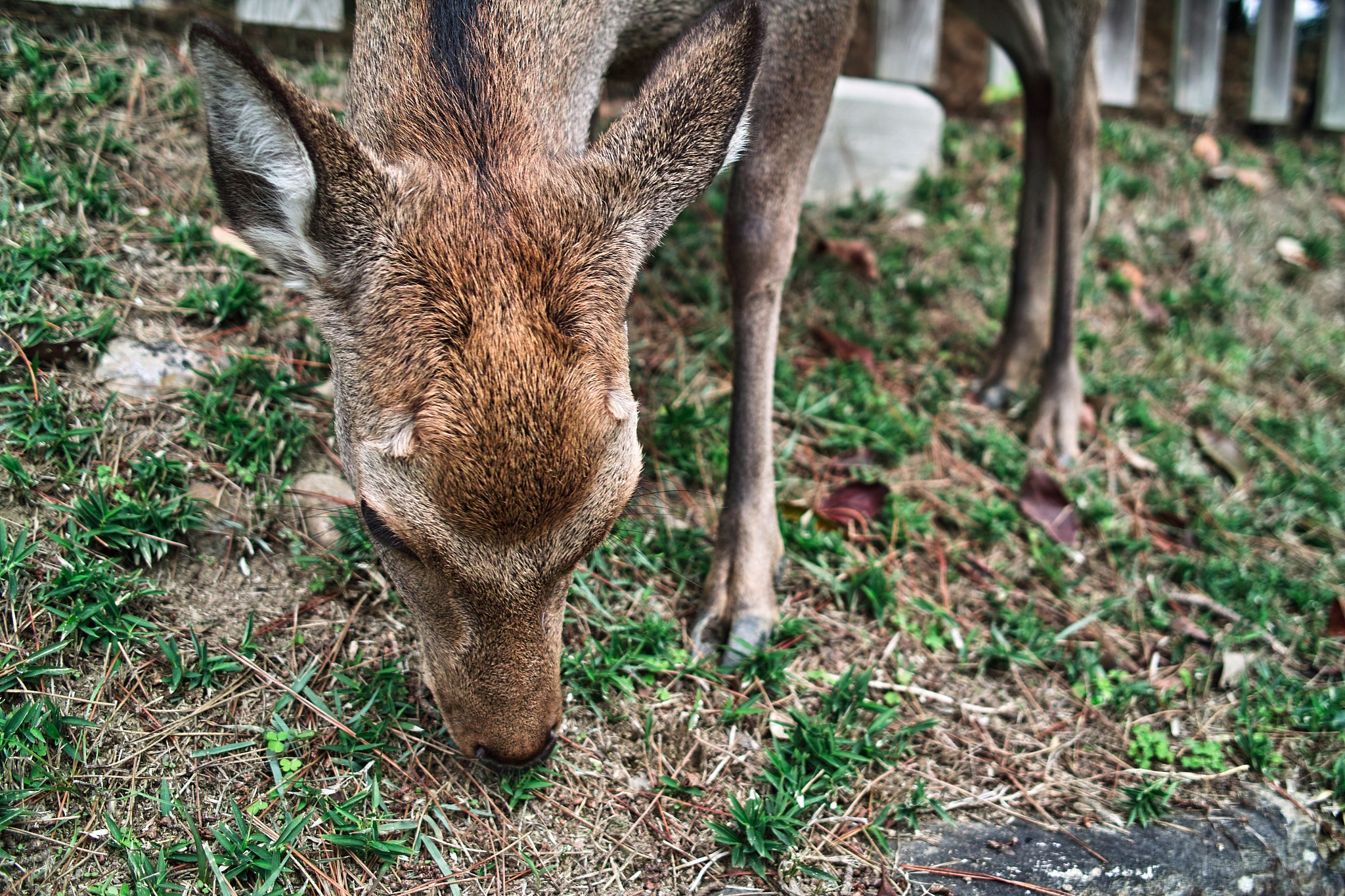 Sigma DP2x sample photo. Deer in nara photography