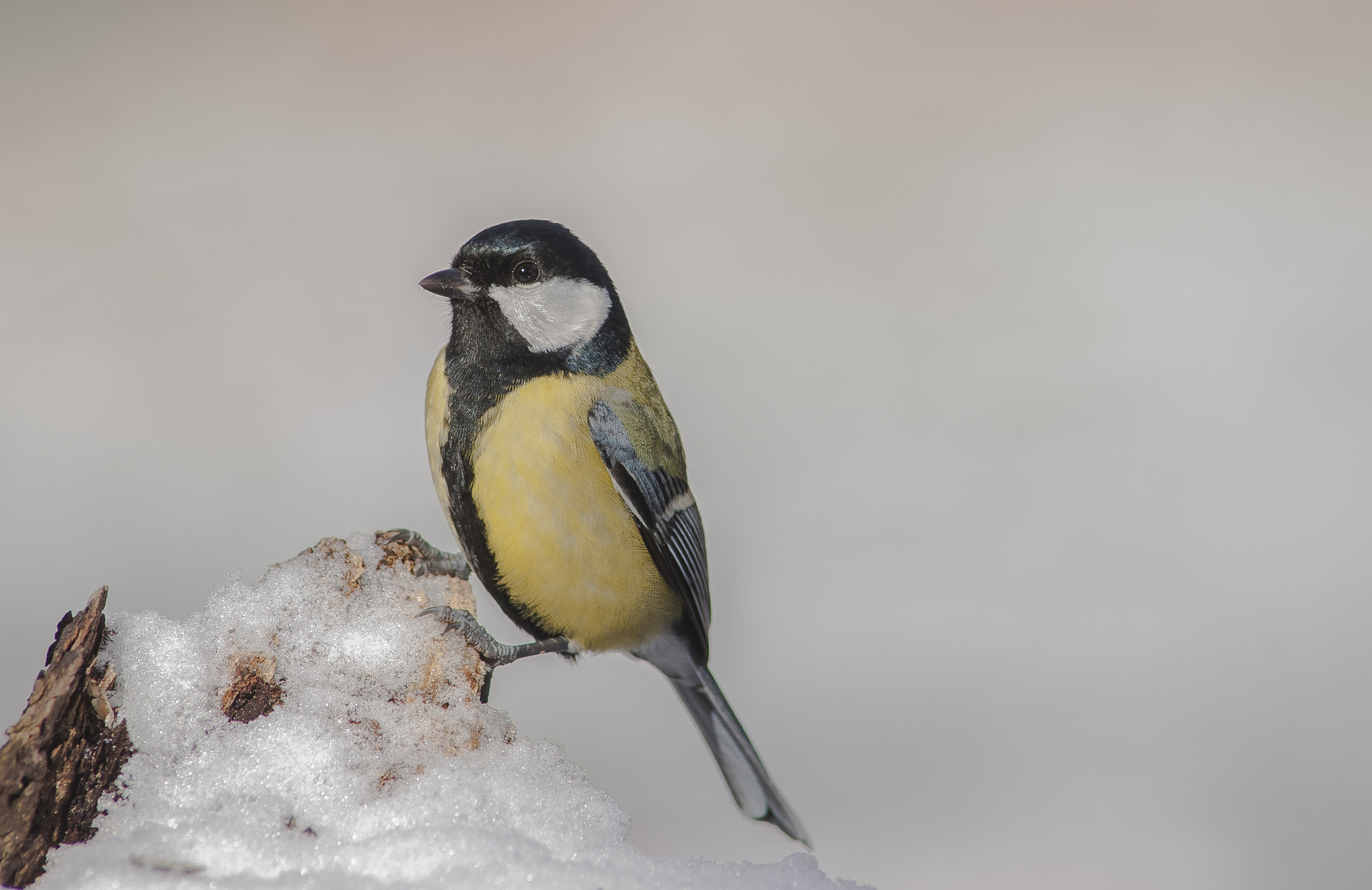 AF Nikkor 300mm f/4 IF-ED sample photo. Winter is coming. photography