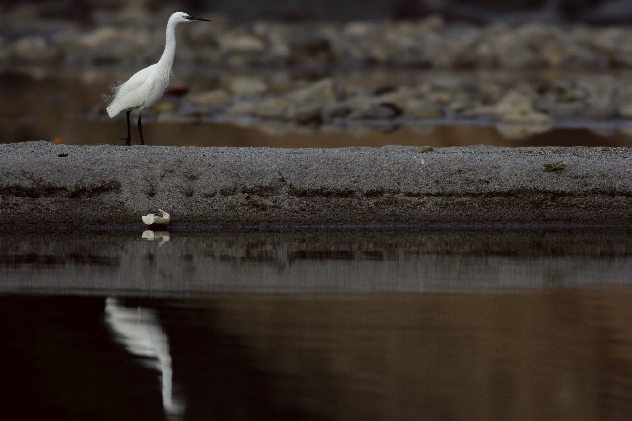 Canon EOS 60D + Canon EF 400mm F5.6L USM sample photo. Mirror photography