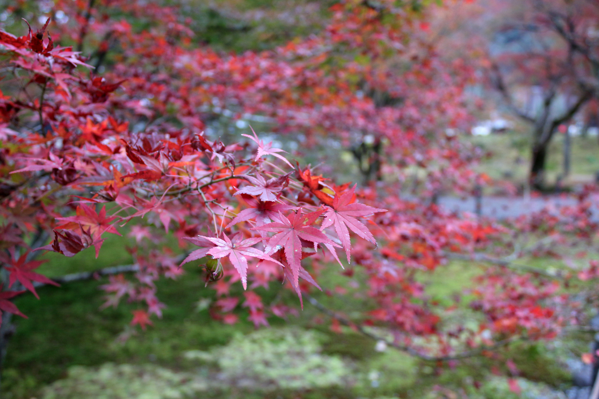 Canon EOS M2 + Canon EF-S 18-55mm F3.5-5.6 IS sample photo. Red leaves in kyoto nanzenji photography