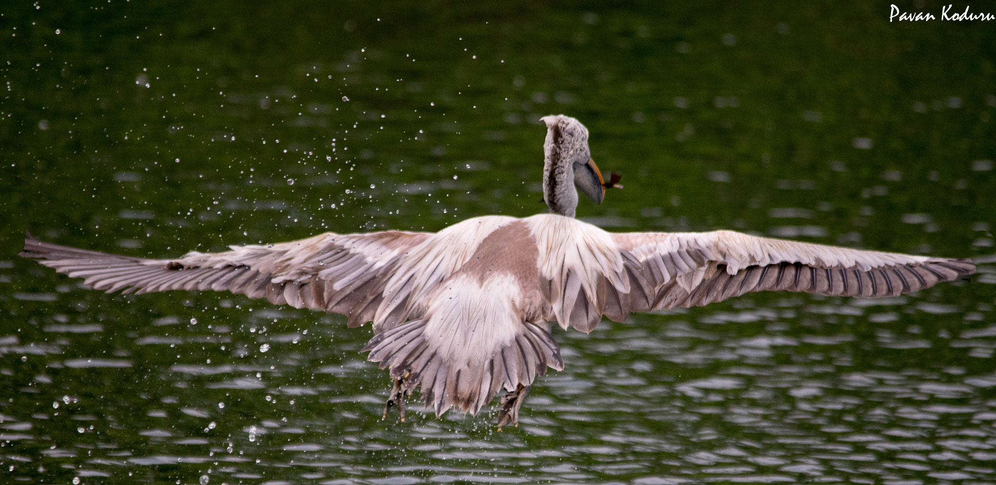 Nikon D3300 + Sigma 150-500mm F5-6.3 DG OS HSM sample photo. The wings of a pelican.............. photography