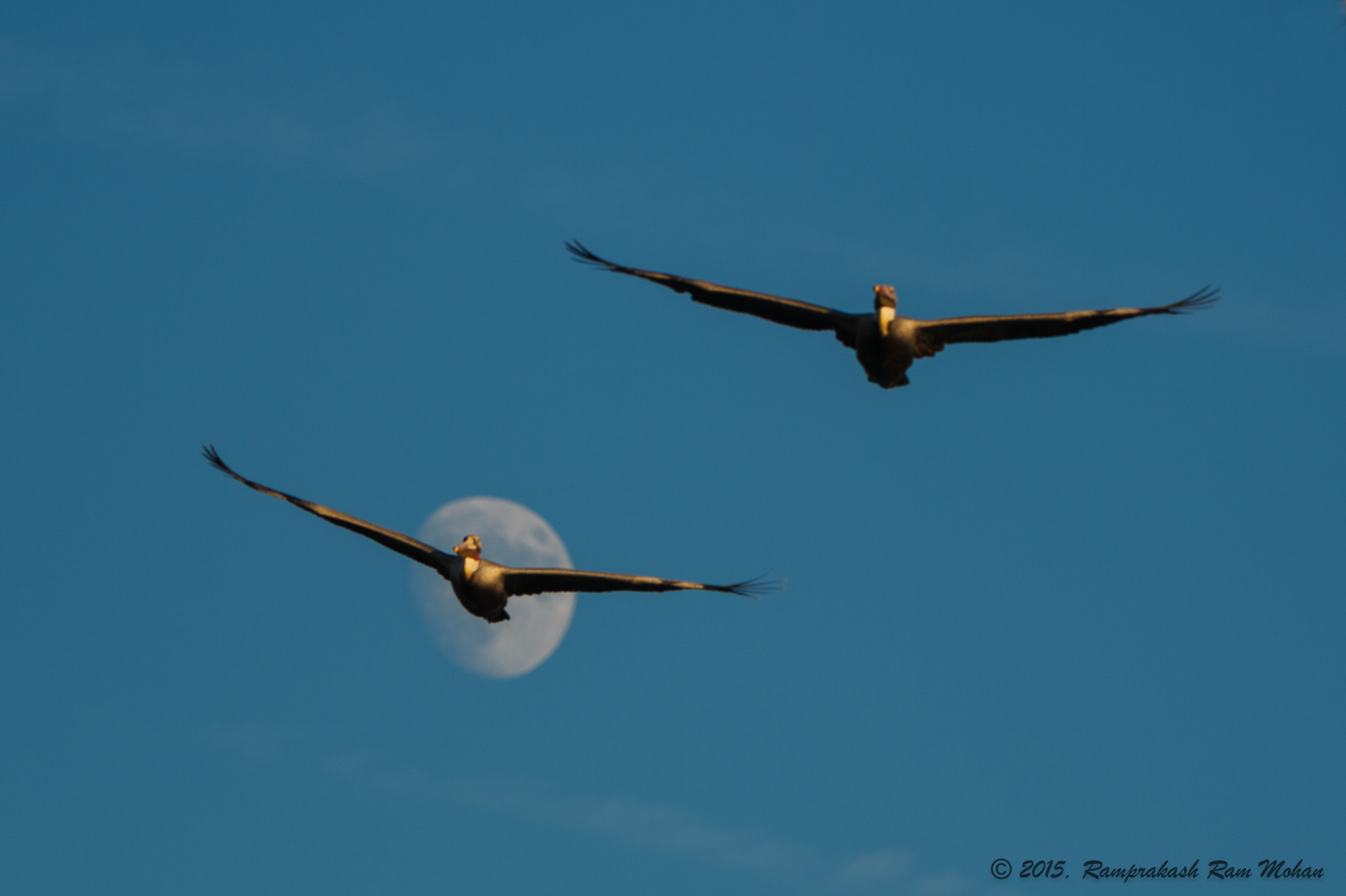 Nikon AF-S Nikkor 200-400mm F4G ED-IF VR sample photo. The moon is not enough... photography