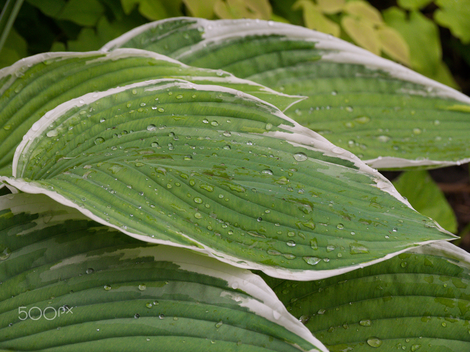 Olympus PEN E-PL5 sample photo. Francee plantain lily hosta x 'francee' photography