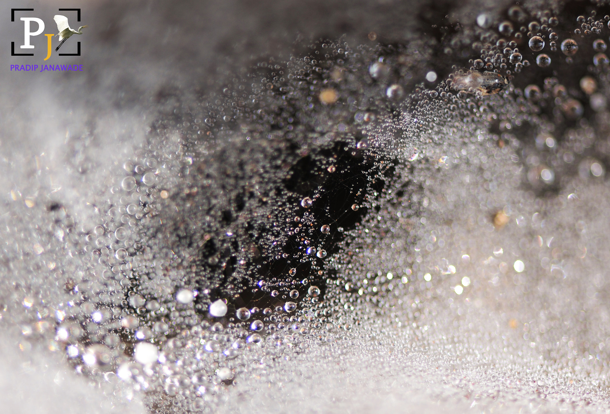 Nikon D3X sample photo. Dewdrop on spider's web photography