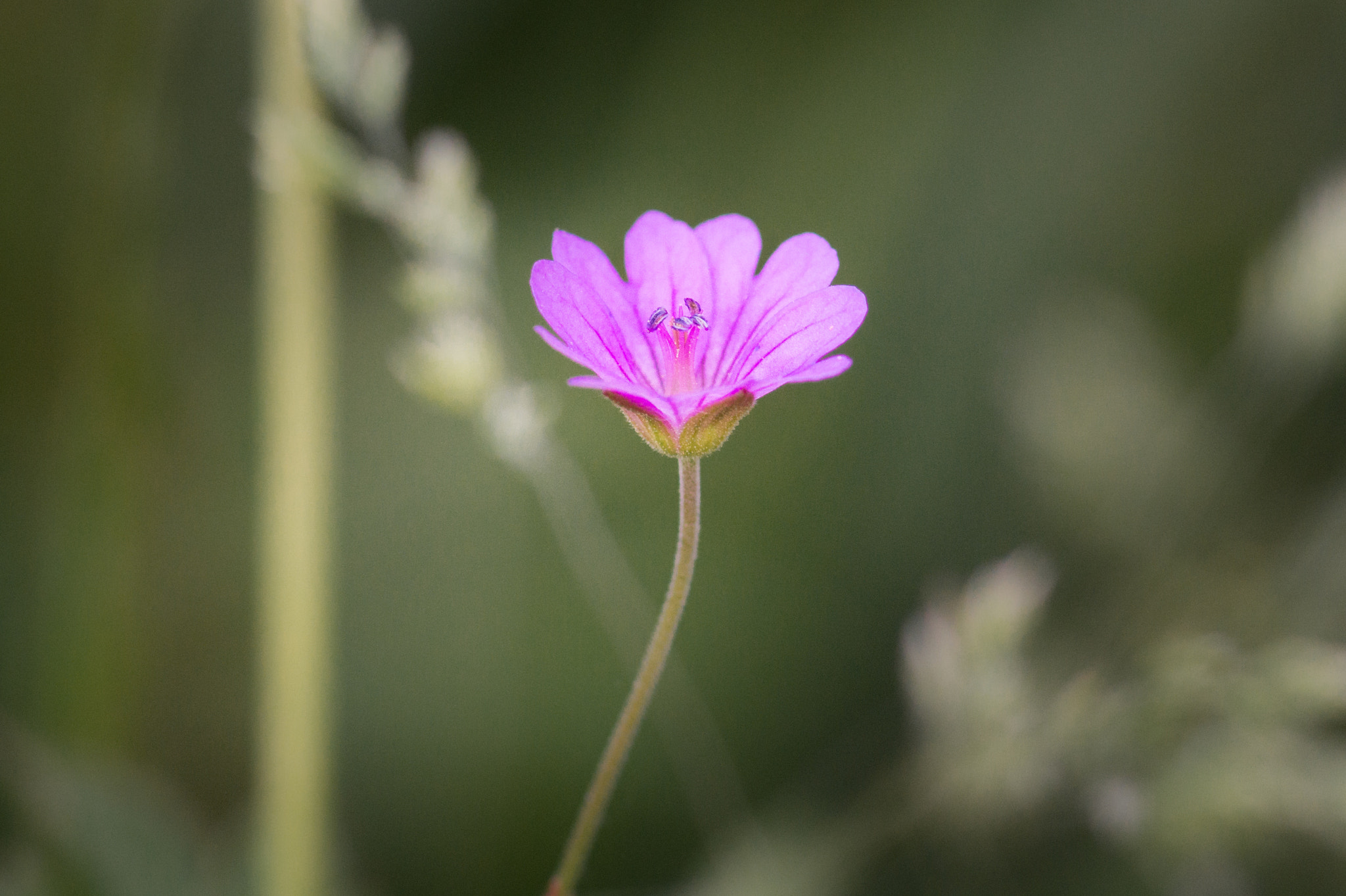 Sony SLT-A58 + Minolta AF 100mm F2.8 Macro [New] sample photo. Purple flower photography