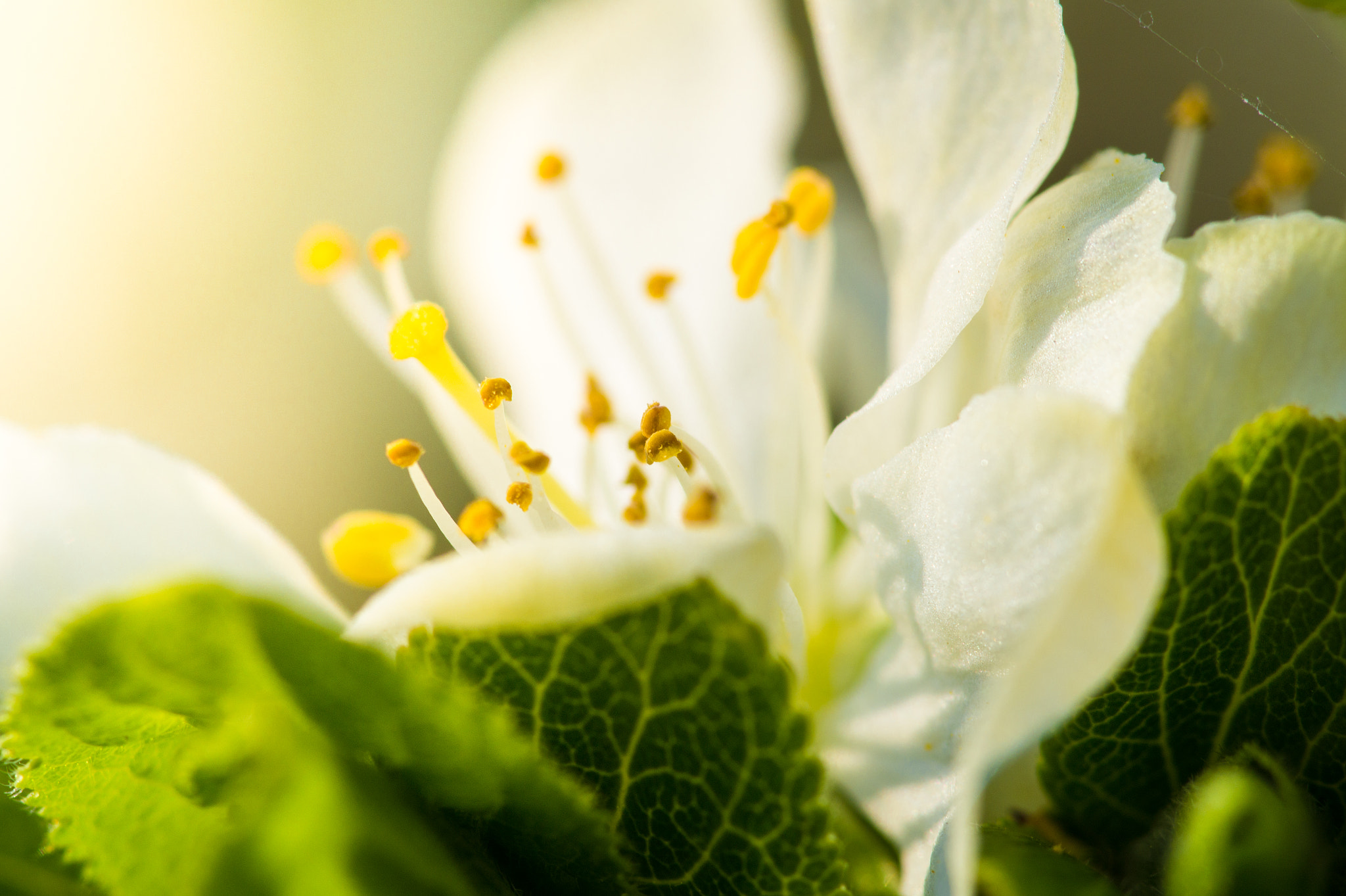 Sony SLT-A58 + Minolta AF 100mm F2.8 Macro [New] sample photo. Bloom photography