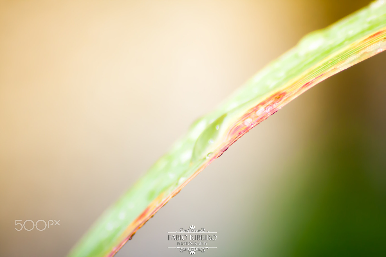 Sigma 70-300mm F4-5.6 APO DG Macro sample photo. Plant + water photography