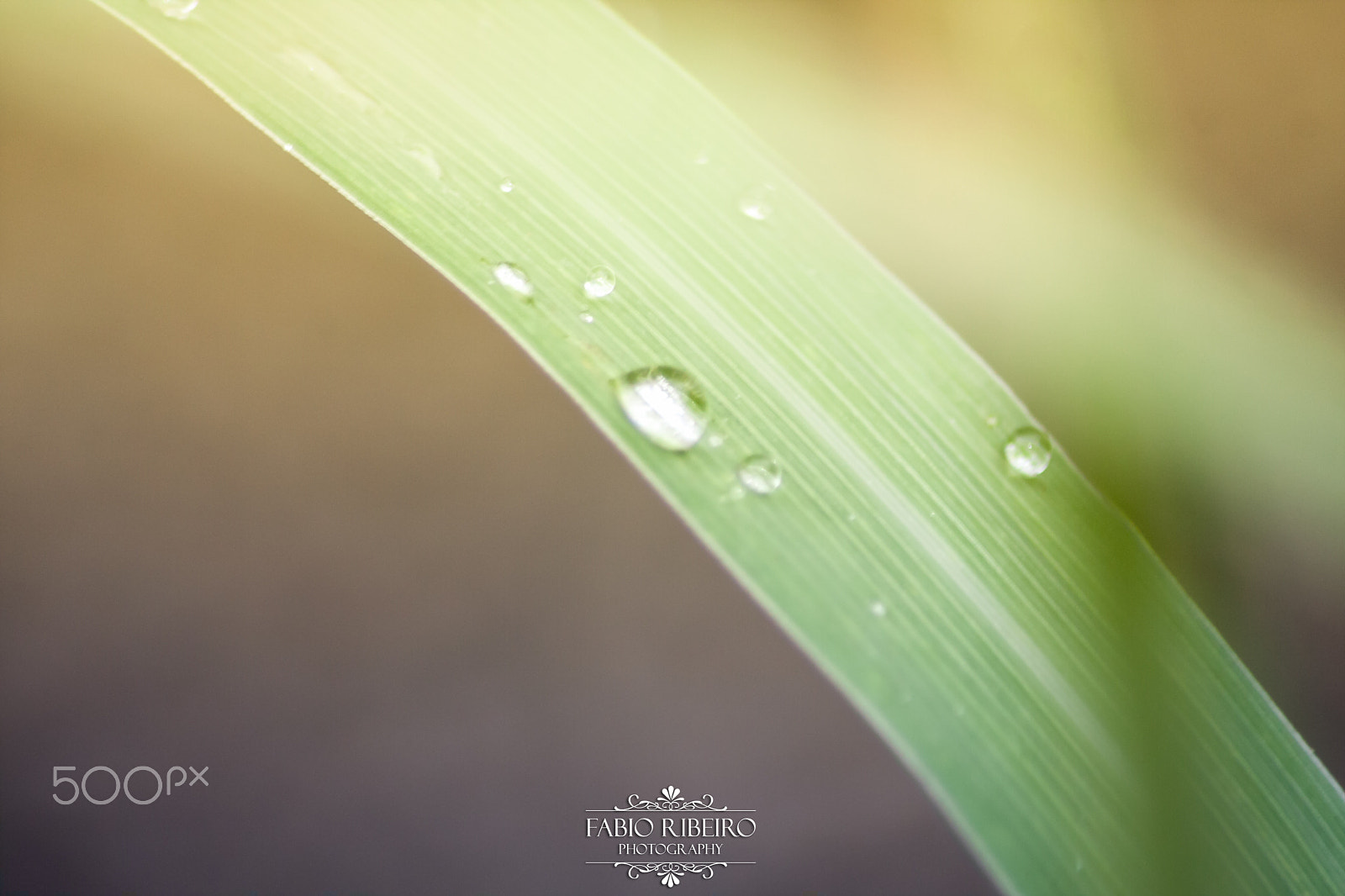 Sigma 70-300mm F4-5.6 APO DG Macro sample photo. Plant + water photography