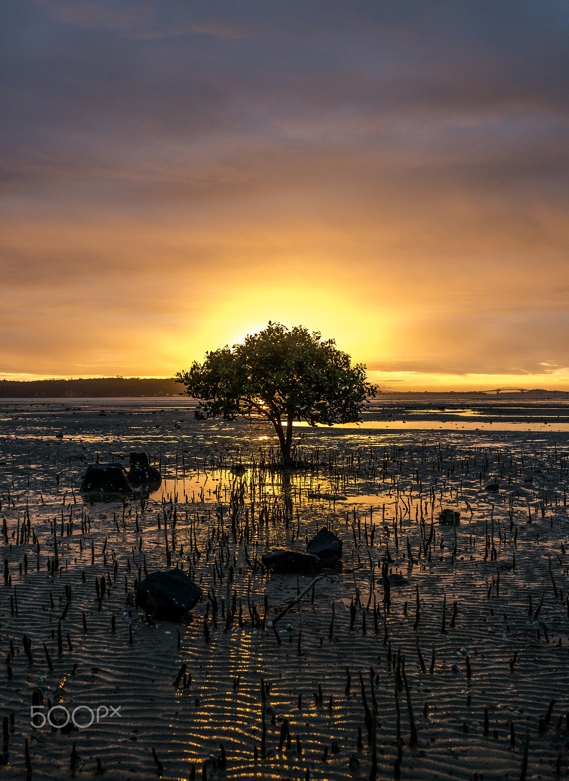 Panasonic Lumix DMC-G5 + LUMIX G 20/F1.7 II sample photo. Tree of life photography