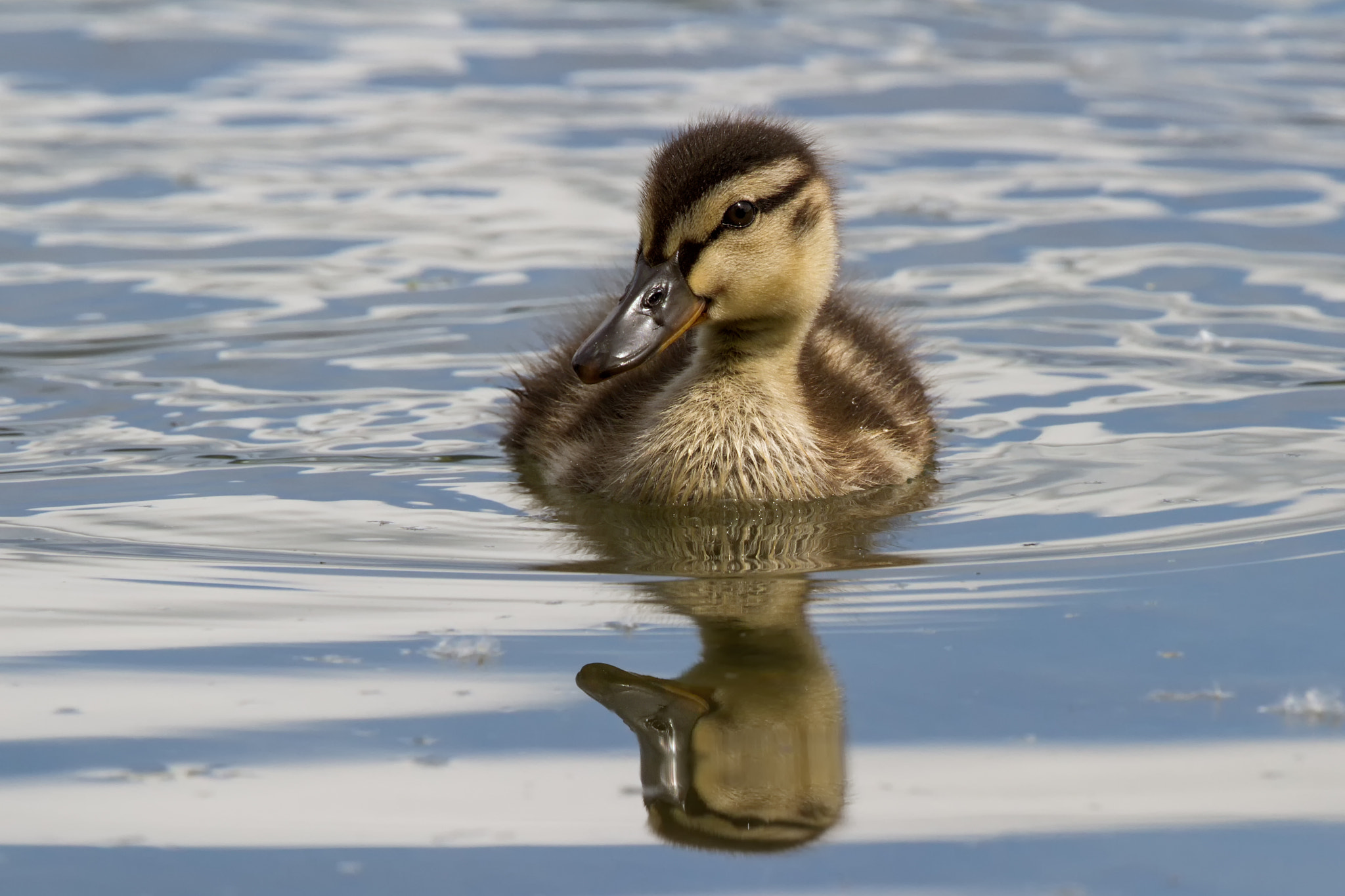 Canon EOS 7D + Canon EF 300mm F2.8L IS II USM sample photo. Junge stockente photography