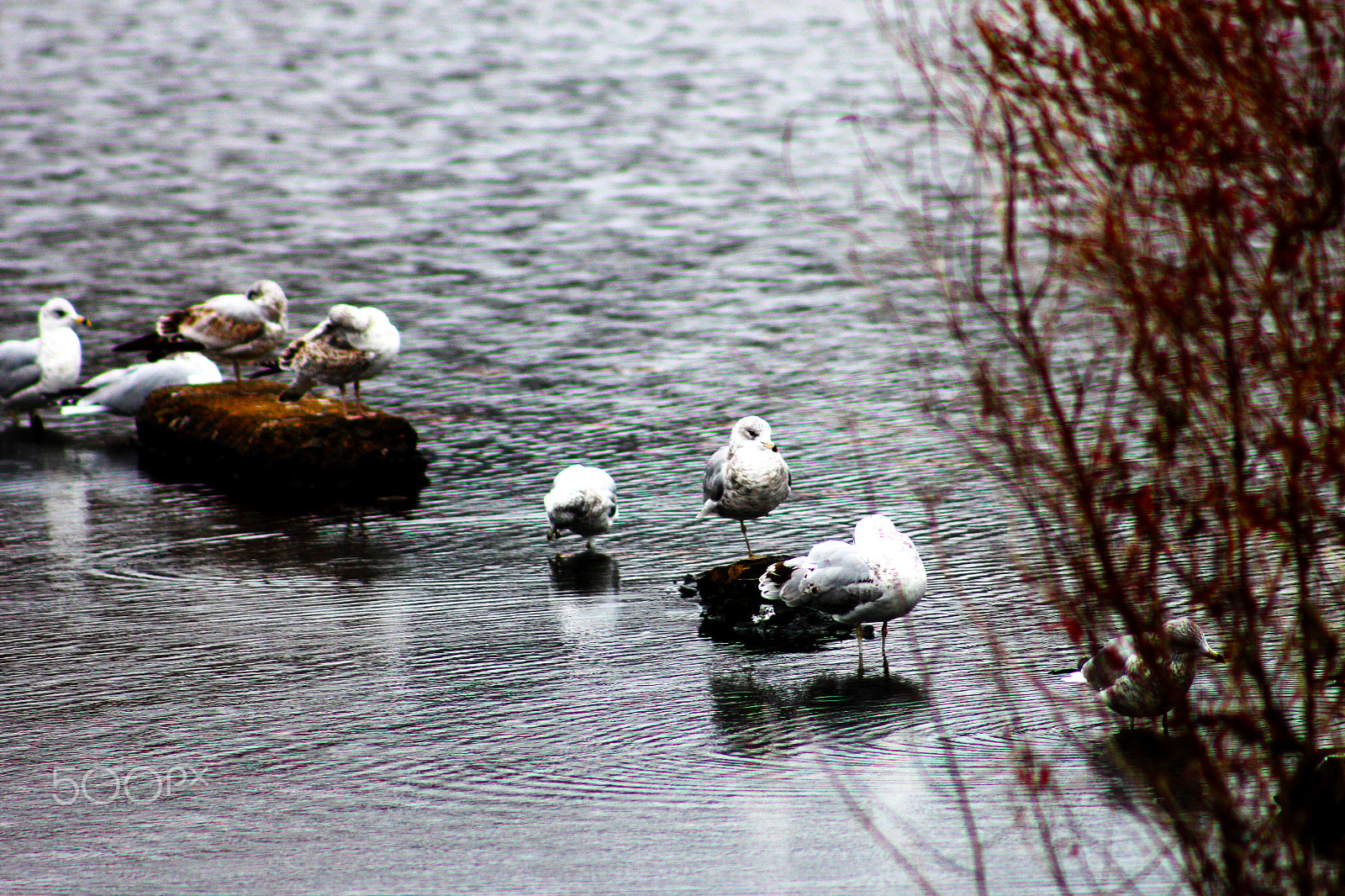 Canon EOS M + EF75-300mm f/4-5.6 sample photo. Nature photography