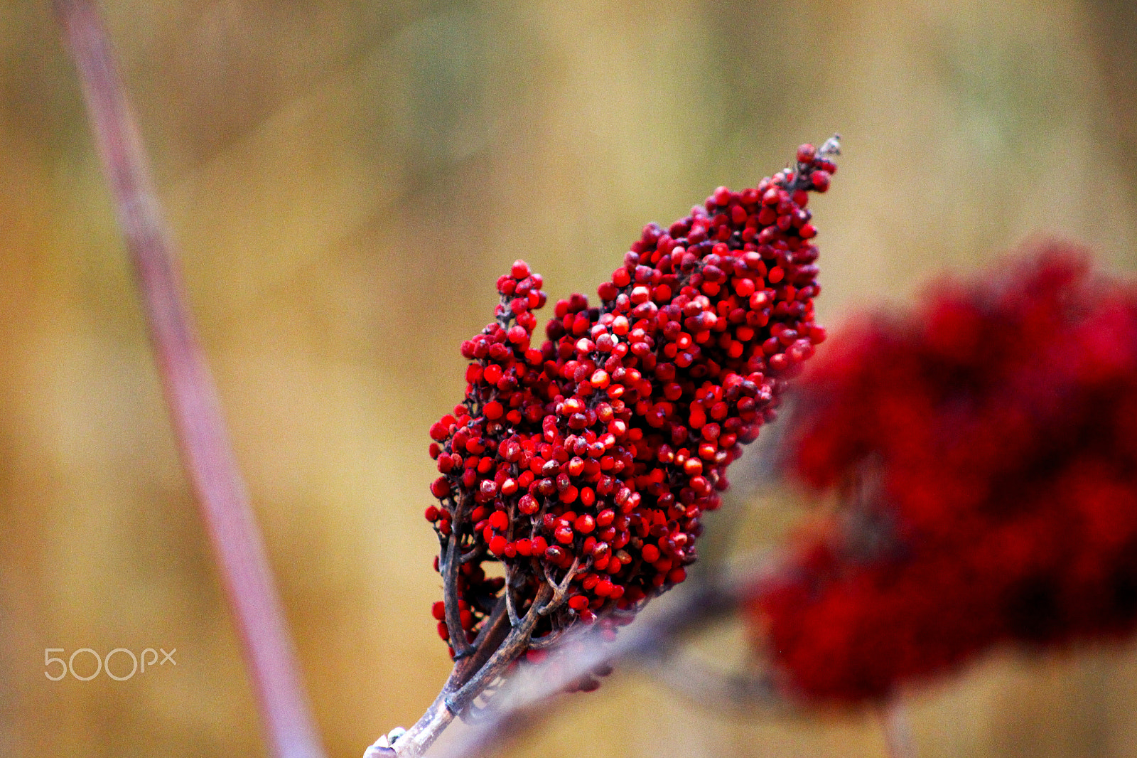 Canon EOS M + EF75-300mm f/4-5.6 sample photo. Nature photography