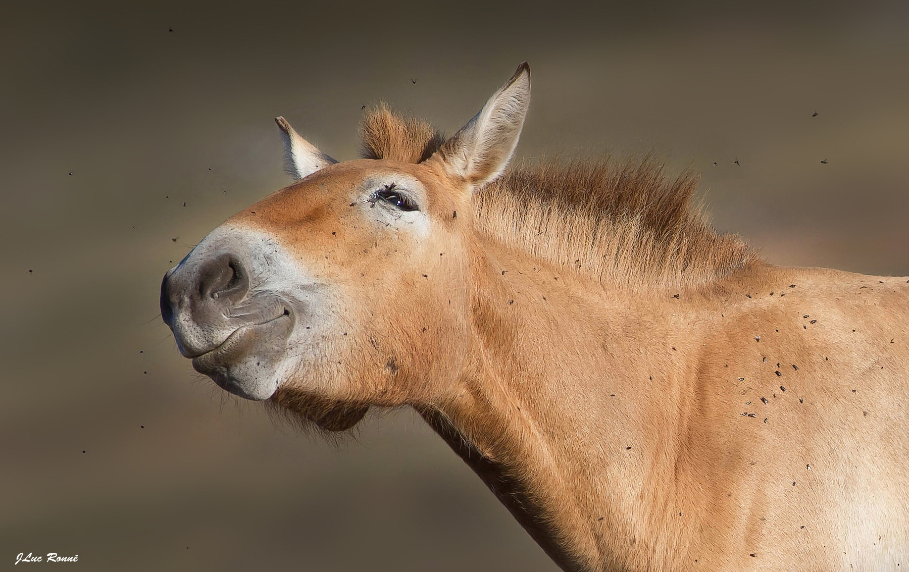 Canon EOS 7D + Canon EF 300mm f/2.8L sample photo. Cheval de przewalski photography