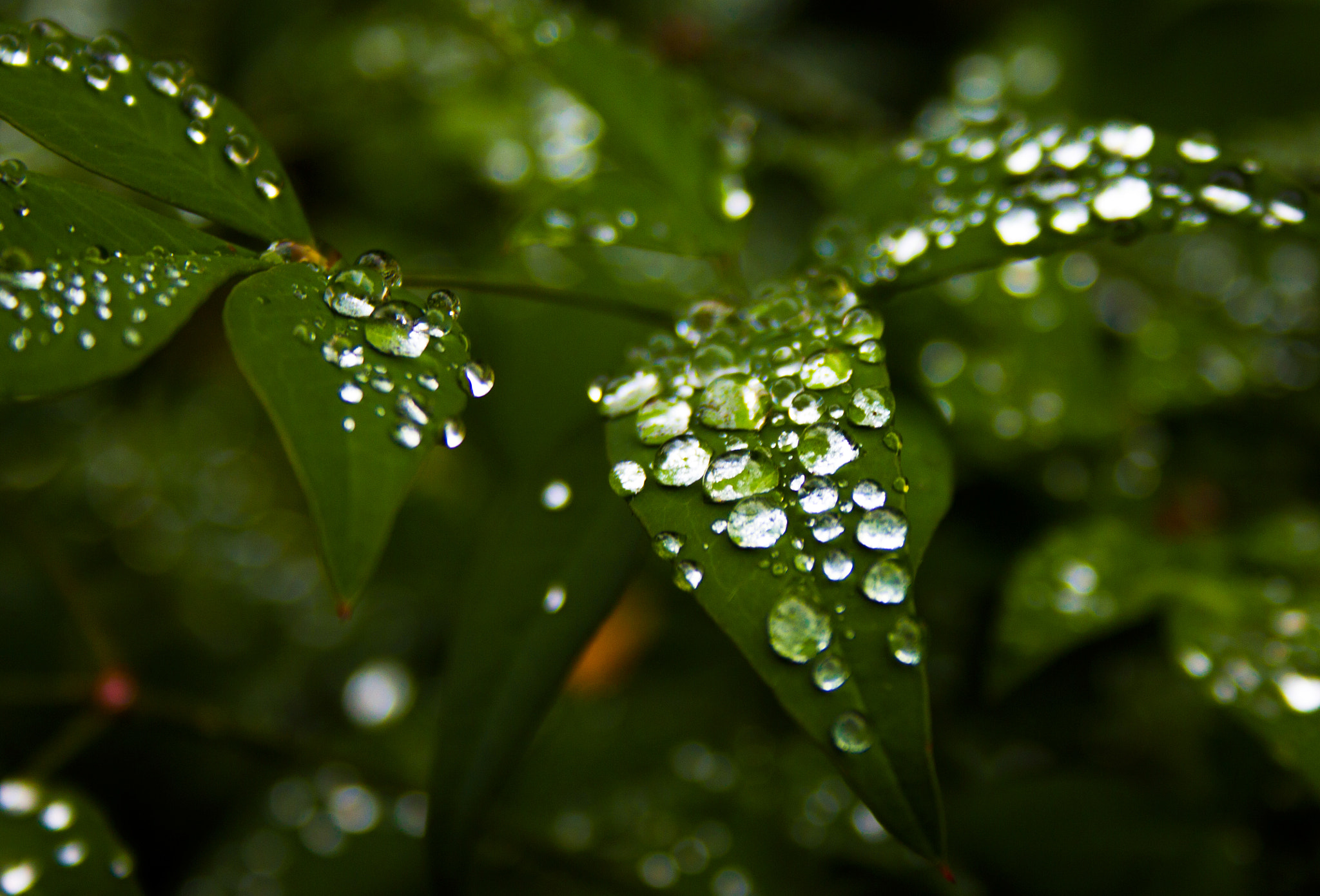 Canon EF-S 18-55mm F3.5-5.6 sample photo. Diamants arboricoles photography