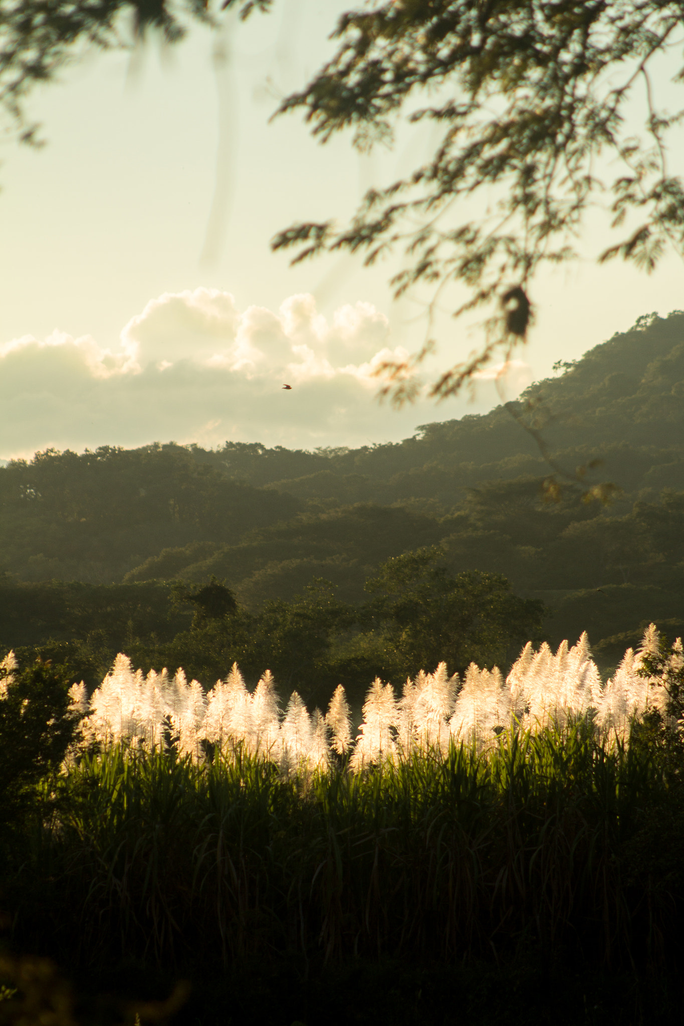 Canon EF 75-300mm f/4-5.6 USM sample photo. Field of a dream photography