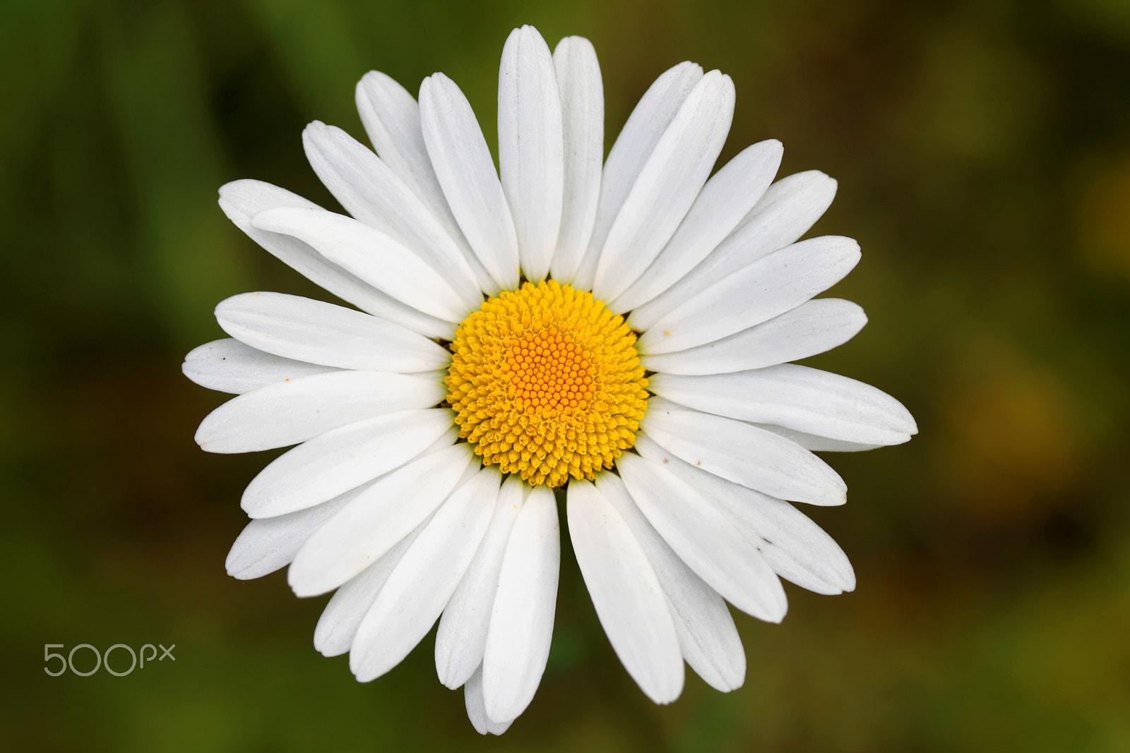 Canon EF-S 60mm F2.8 Macro USM sample photo. Сhamomile photography