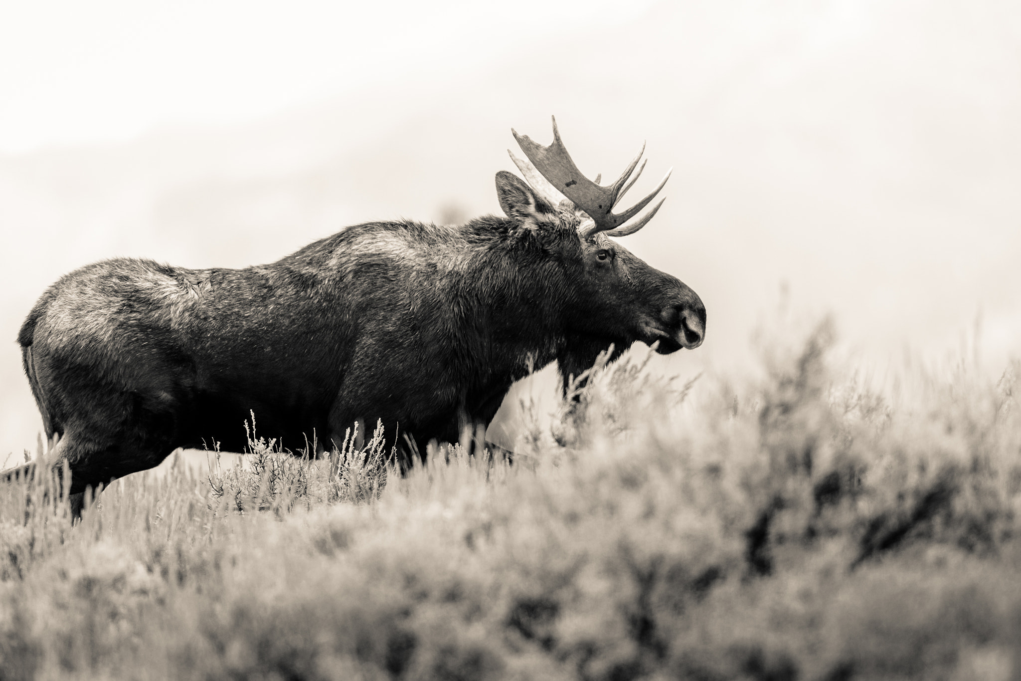 Canon EF 500mm F4L IS II USM sample photo. Grand teton moose photography