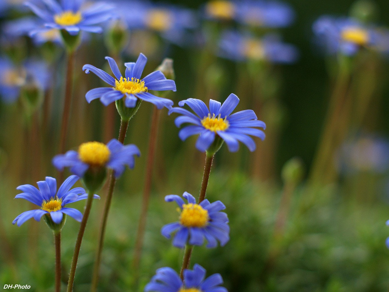 Sony Alpha DSLR-A300 sample photo. Swan river daisy photography