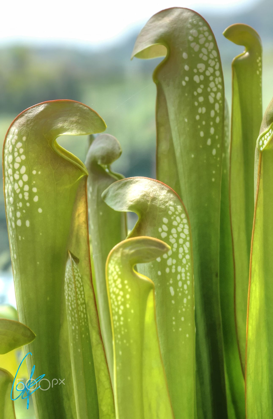 Nikon D70 + Nikon AF Micro-Nikkor 60mm F2.8D sample photo. Sarracenia minor photography