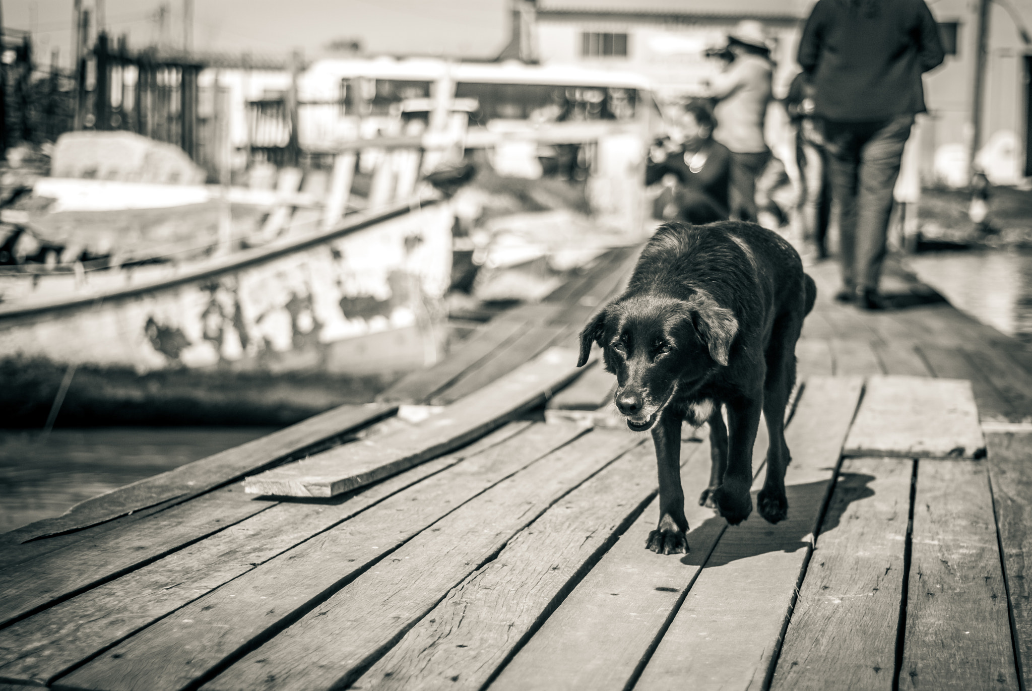 Nikon D80 + AF Nikkor 50mm f/1.8 N sample photo. Black dog photography