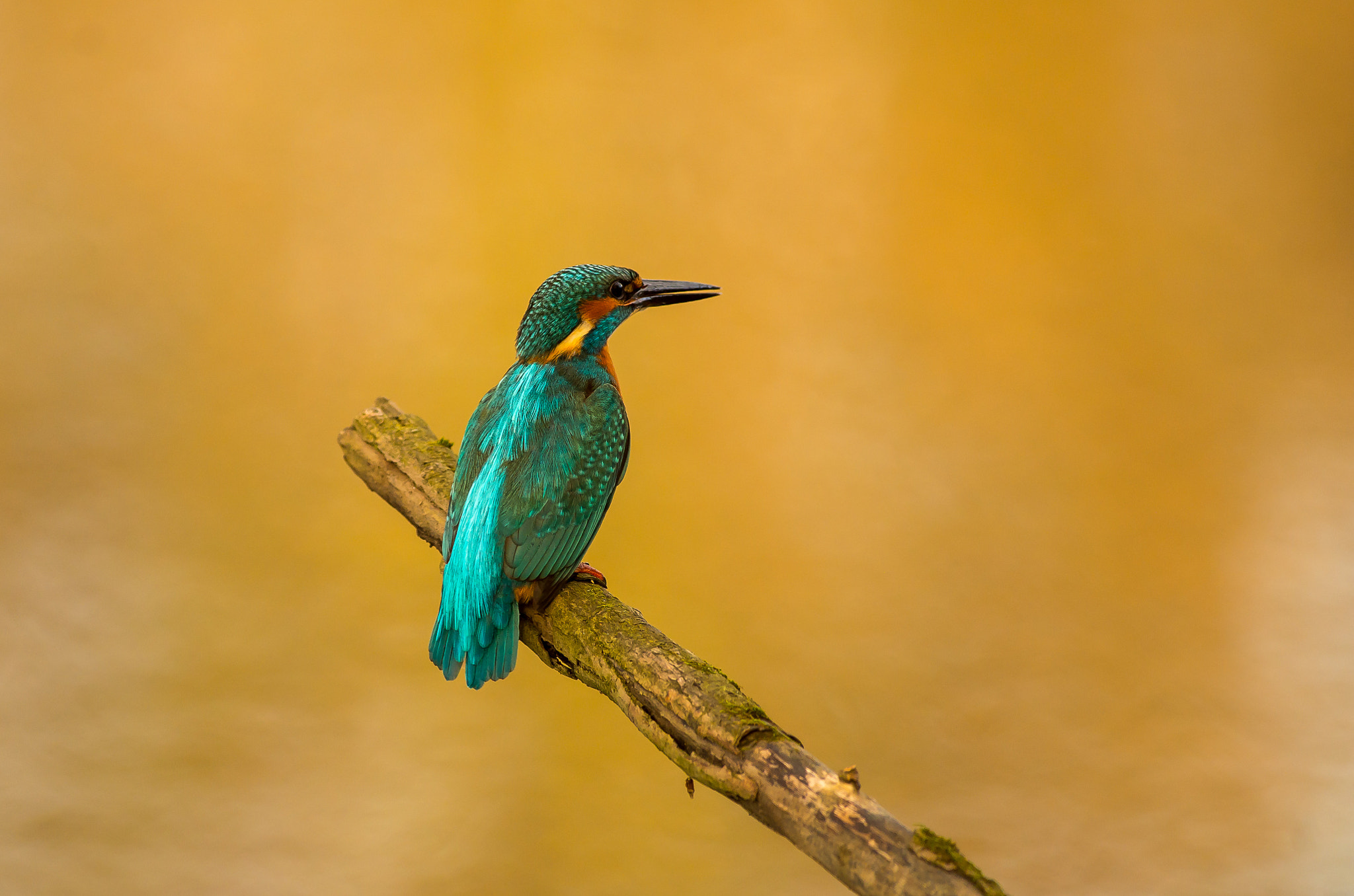 Pentax smc DA* 300mm F4.0 ED (IF) SDM sample photo. Martin pecheur photography