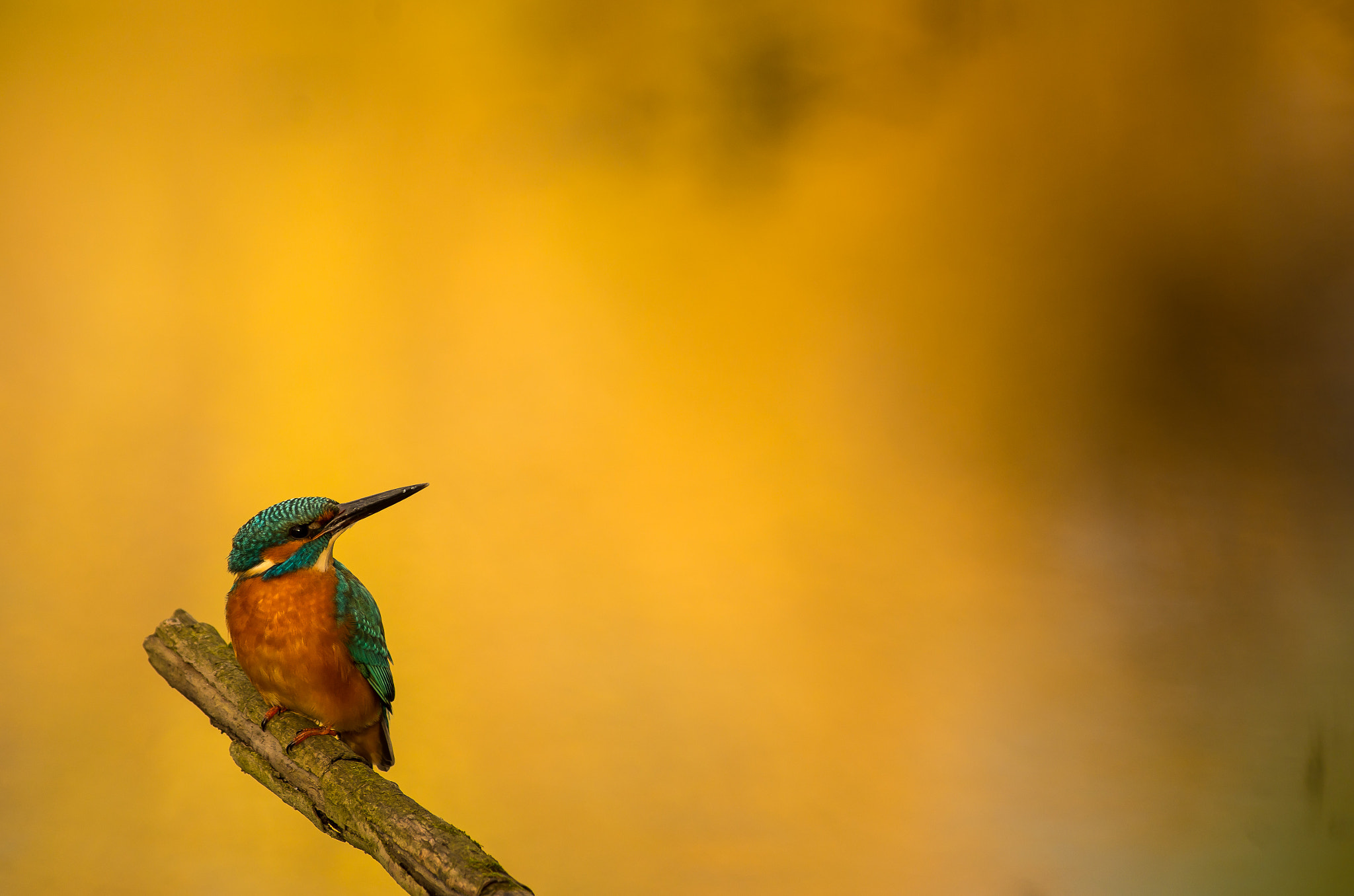 Pentax smc DA* 300mm F4.0 ED (IF) SDM sample photo. Martin pecheur photography