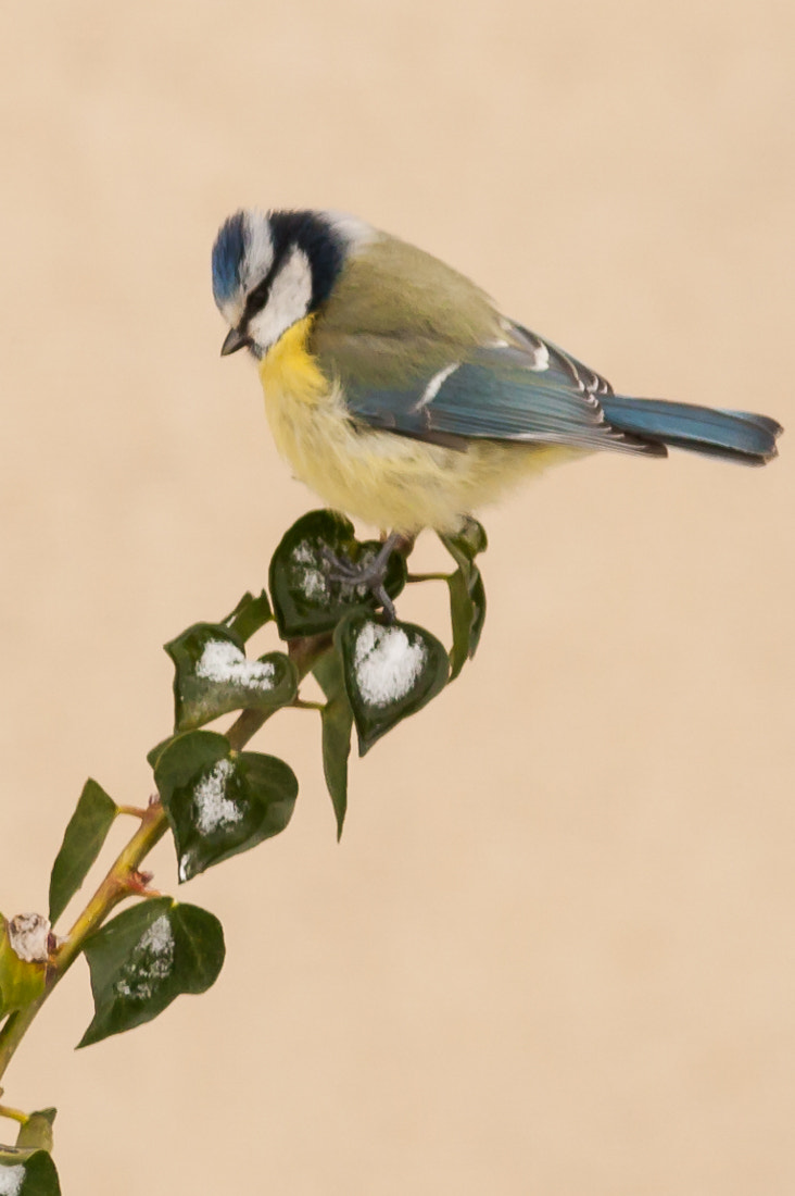 Canon EF 300mm F4L IS USM sample photo. Blue tit on top photography
