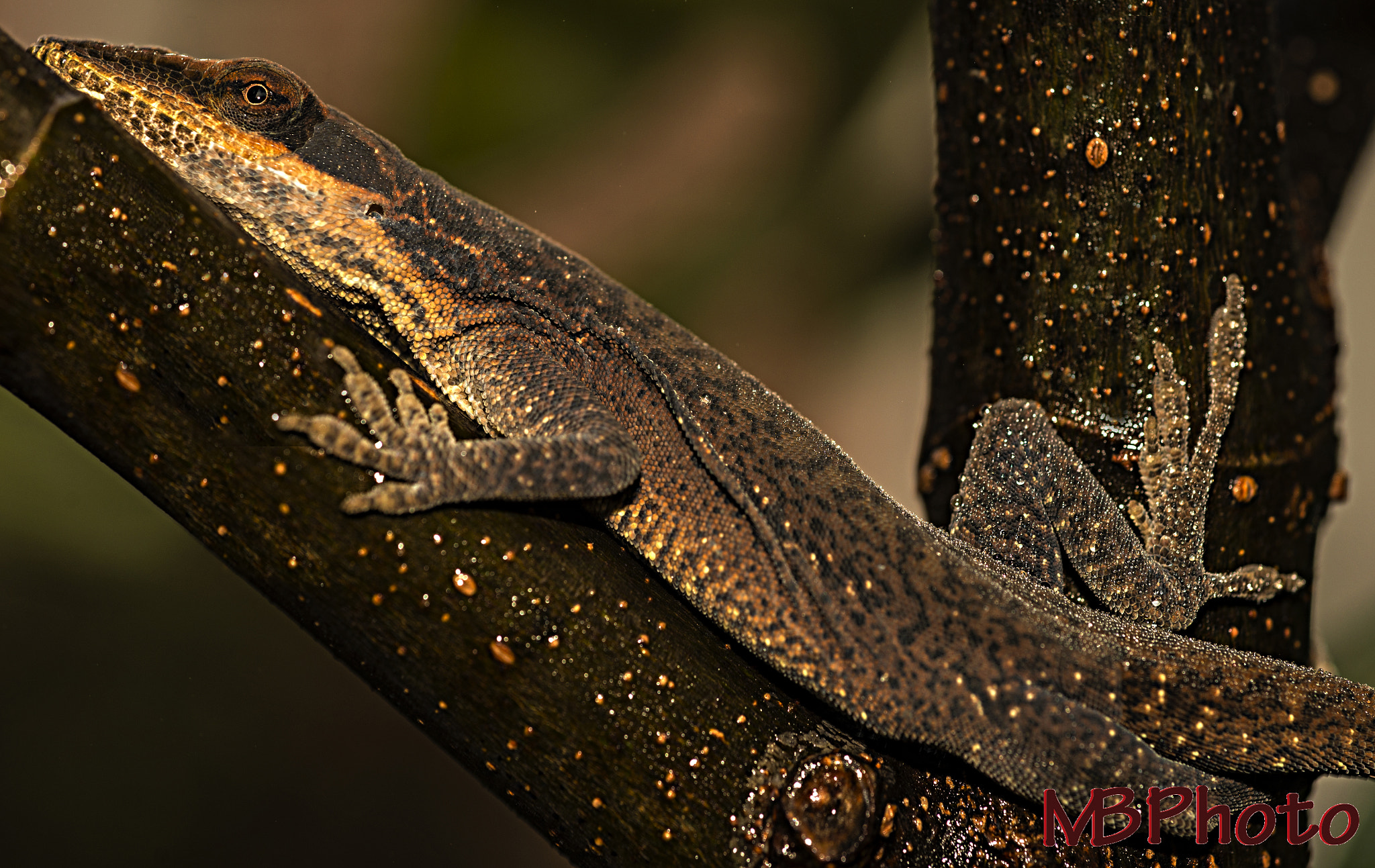 Nikon D600 + AF Micro-Nikkor 60mm f/2.8 sample photo. Lizard on fig tree photography