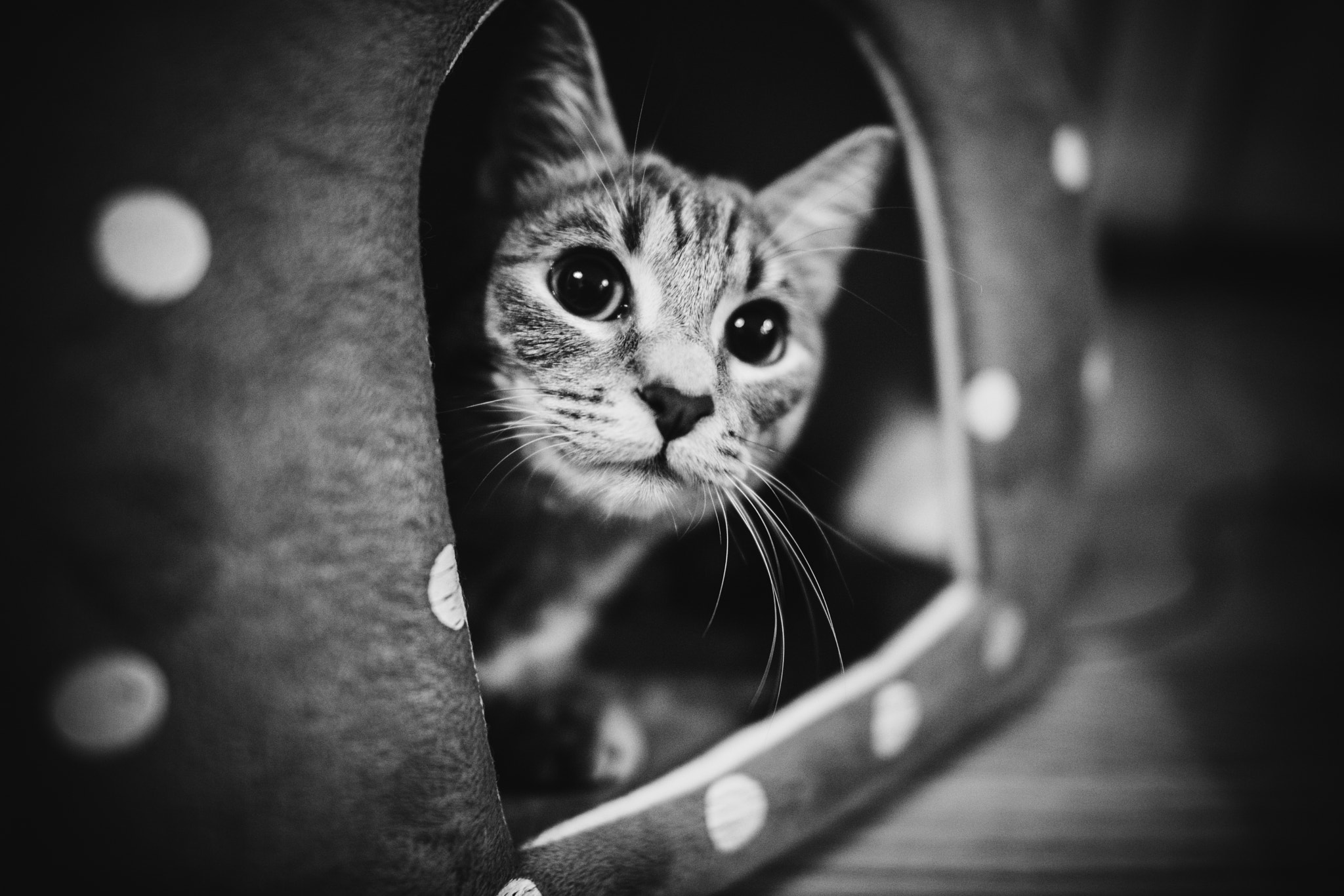 Nikon D600 + Nikon AF-S Nikkor 24mm F1.4G ED sample photo. Curious kitty photography