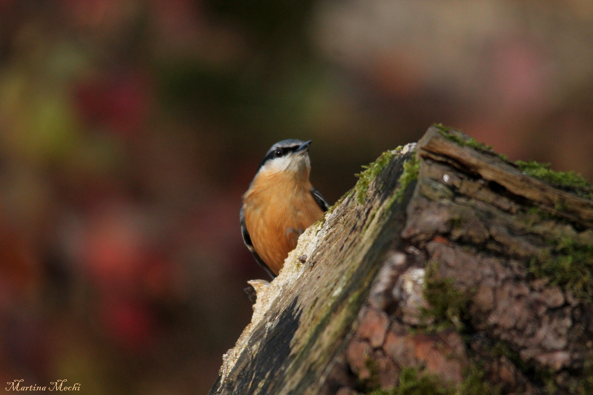 Sigma 150-500mm F5-6.3 DG OS HSM sample photo. Autumn colours photography