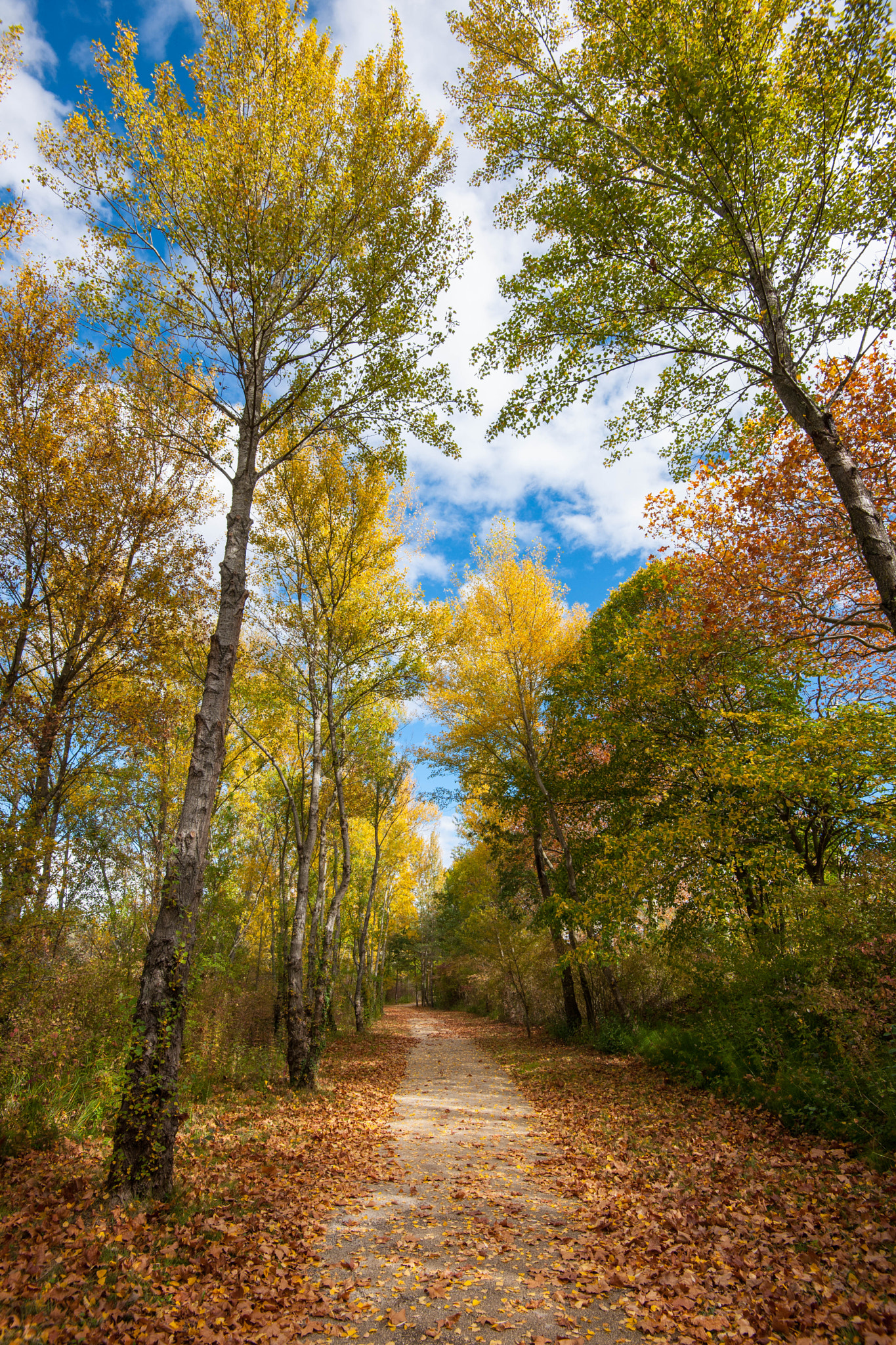 Nikon D3X sample photo. Automne photography